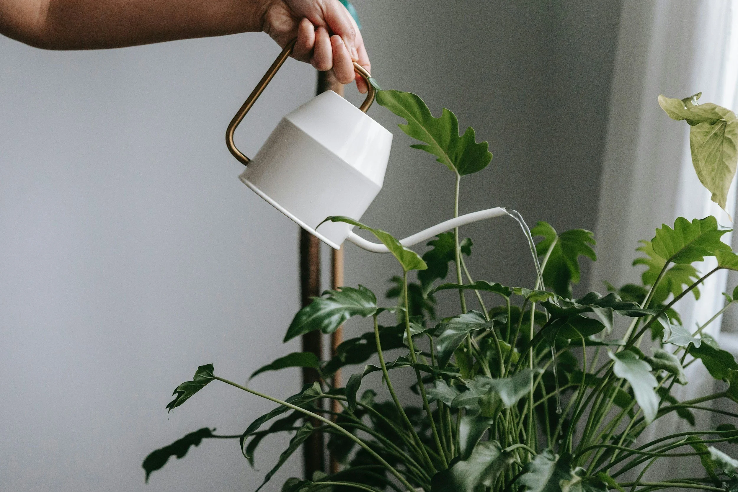 A person holding a white watering can with a brass handle, watering a lush green houseplant with large leaves.