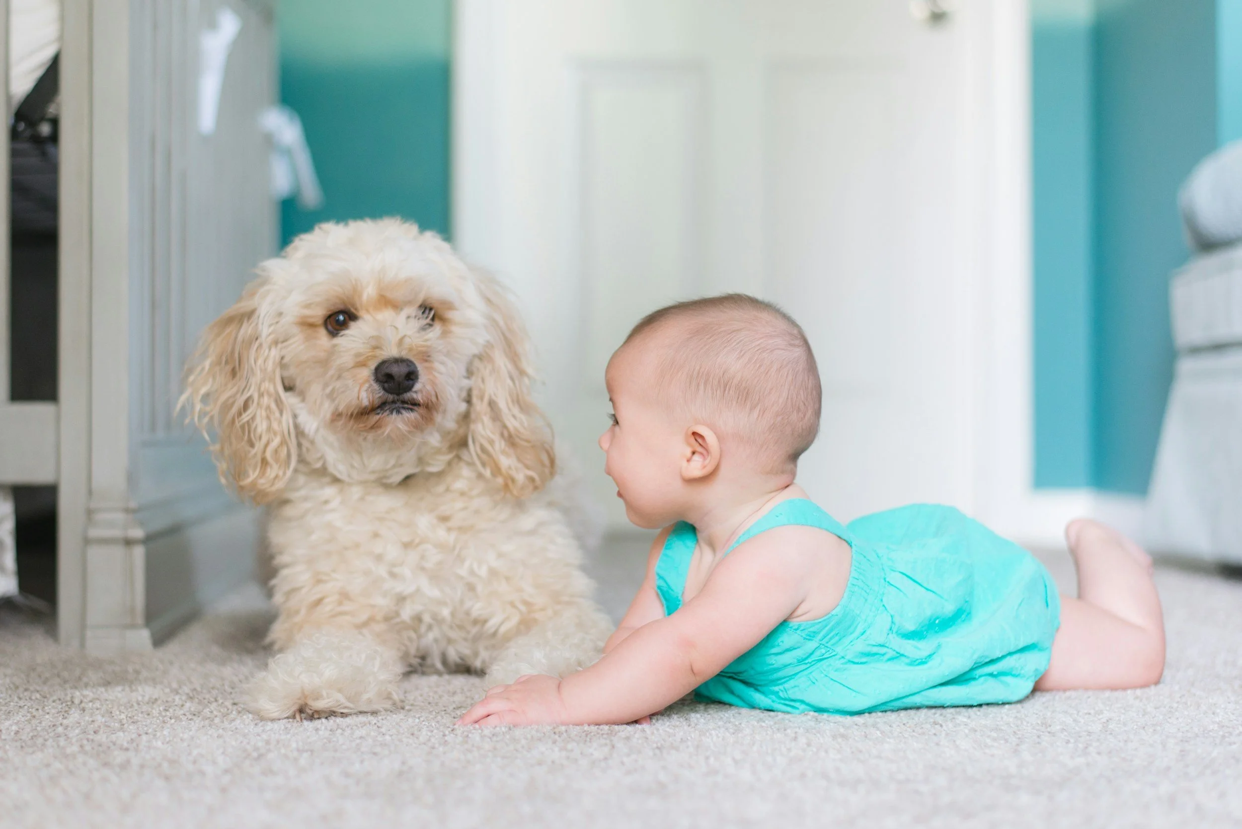 A baby in a turquoise outfit lying on a beige carpet, facing a fluffy cream-colored dog with long ears, in a room with light-colored walls and cabinets.