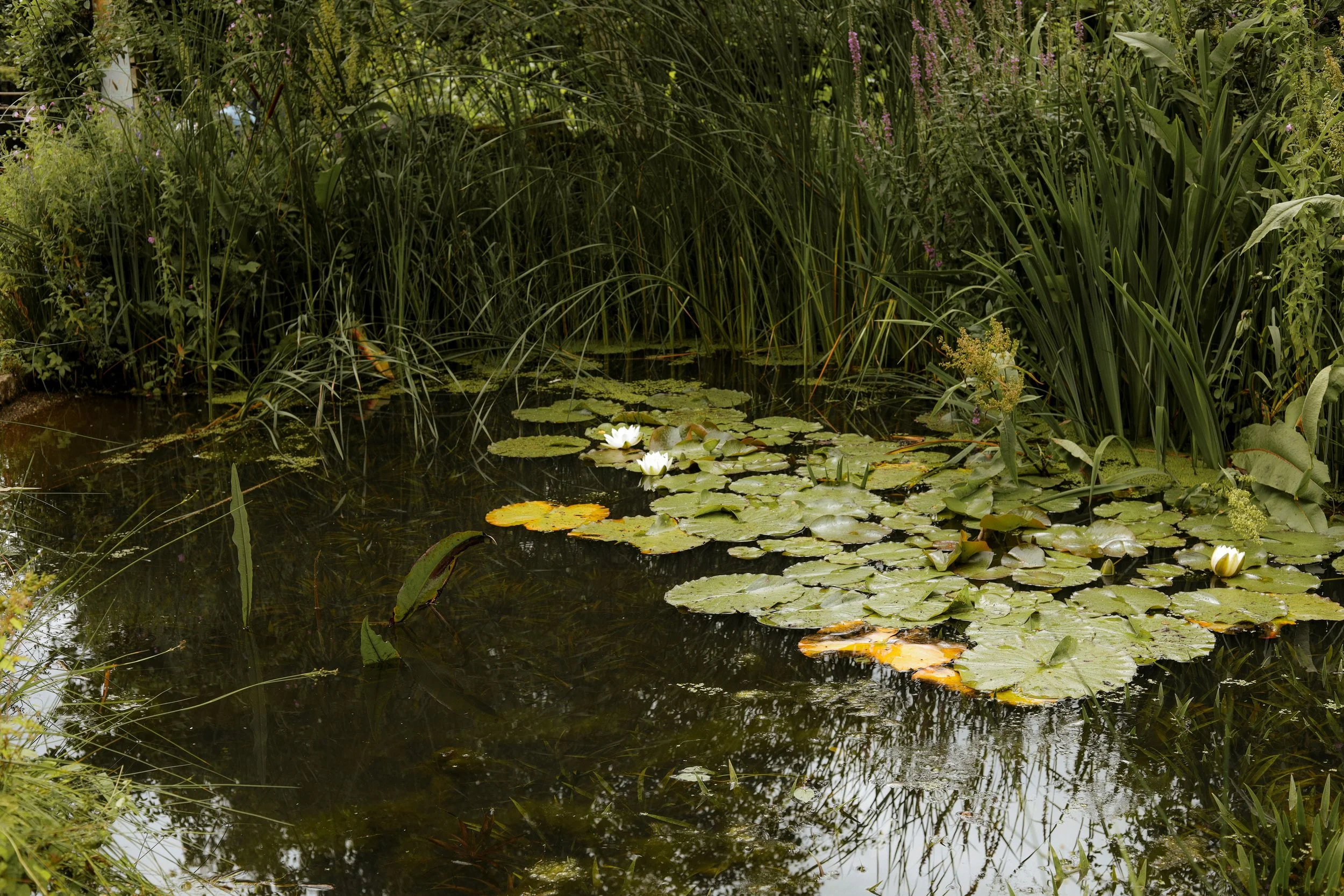 A pond with floating lily pads and white water lilies, surrounded by tall green grasses and plants.