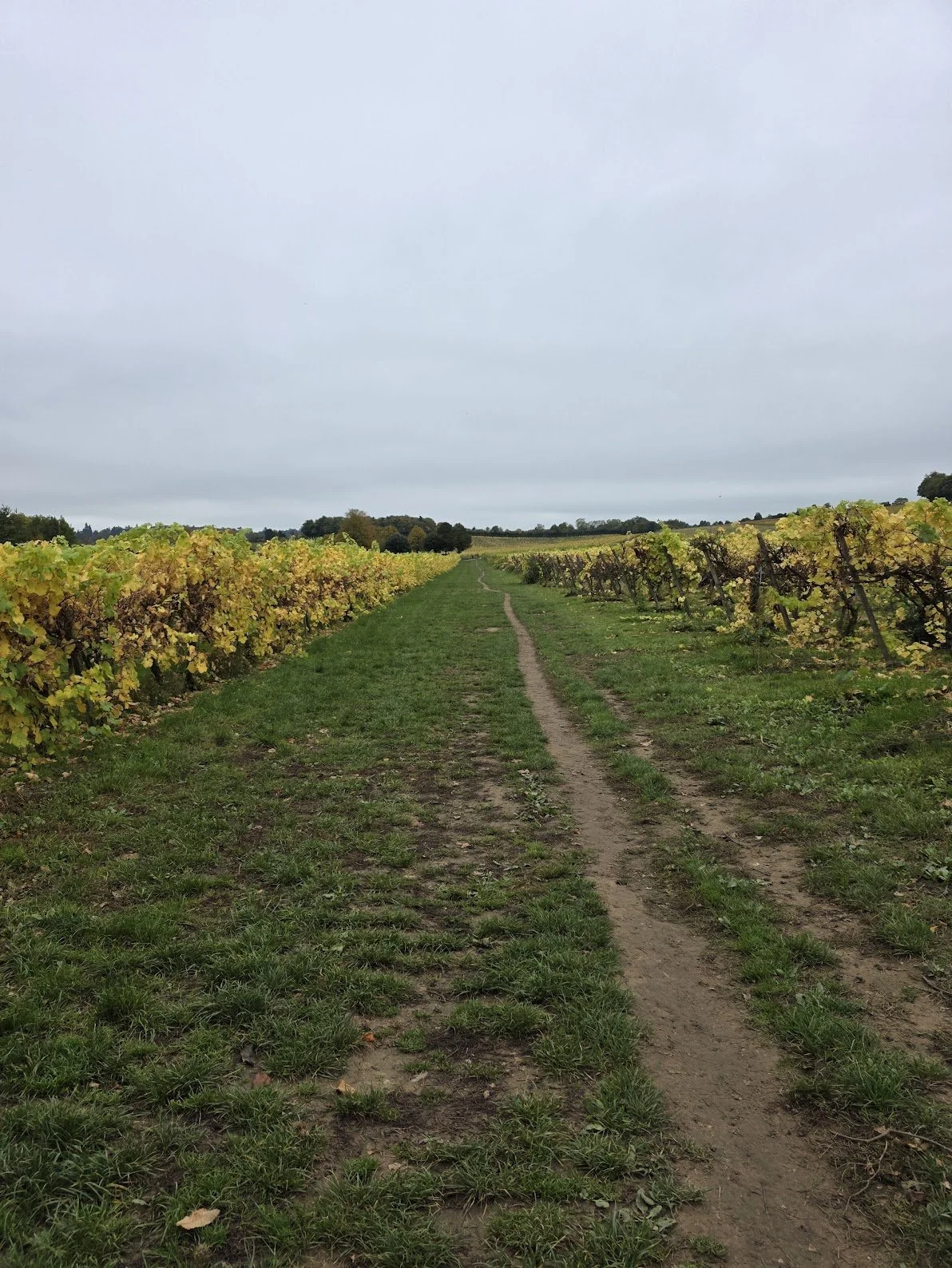 A walk through wine