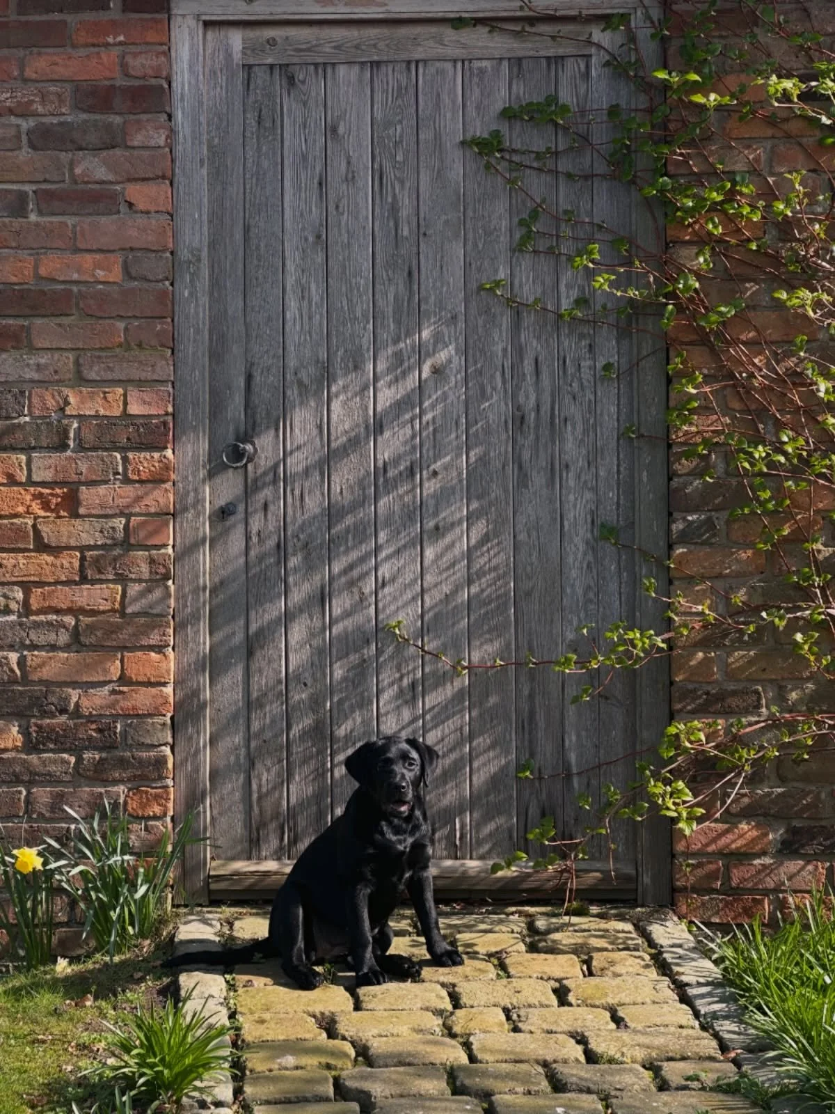 #oscarbea #countryhome #houseandgarden #blacklabrador