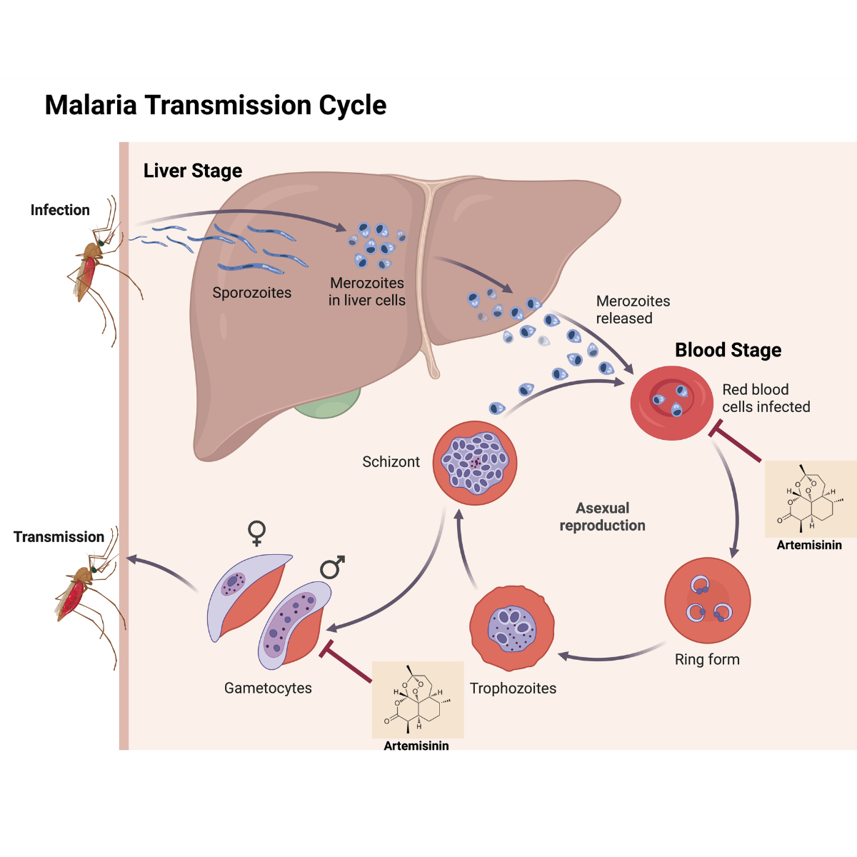 A Landmark in Global Health: First Malaria Drug Approved for Newborns