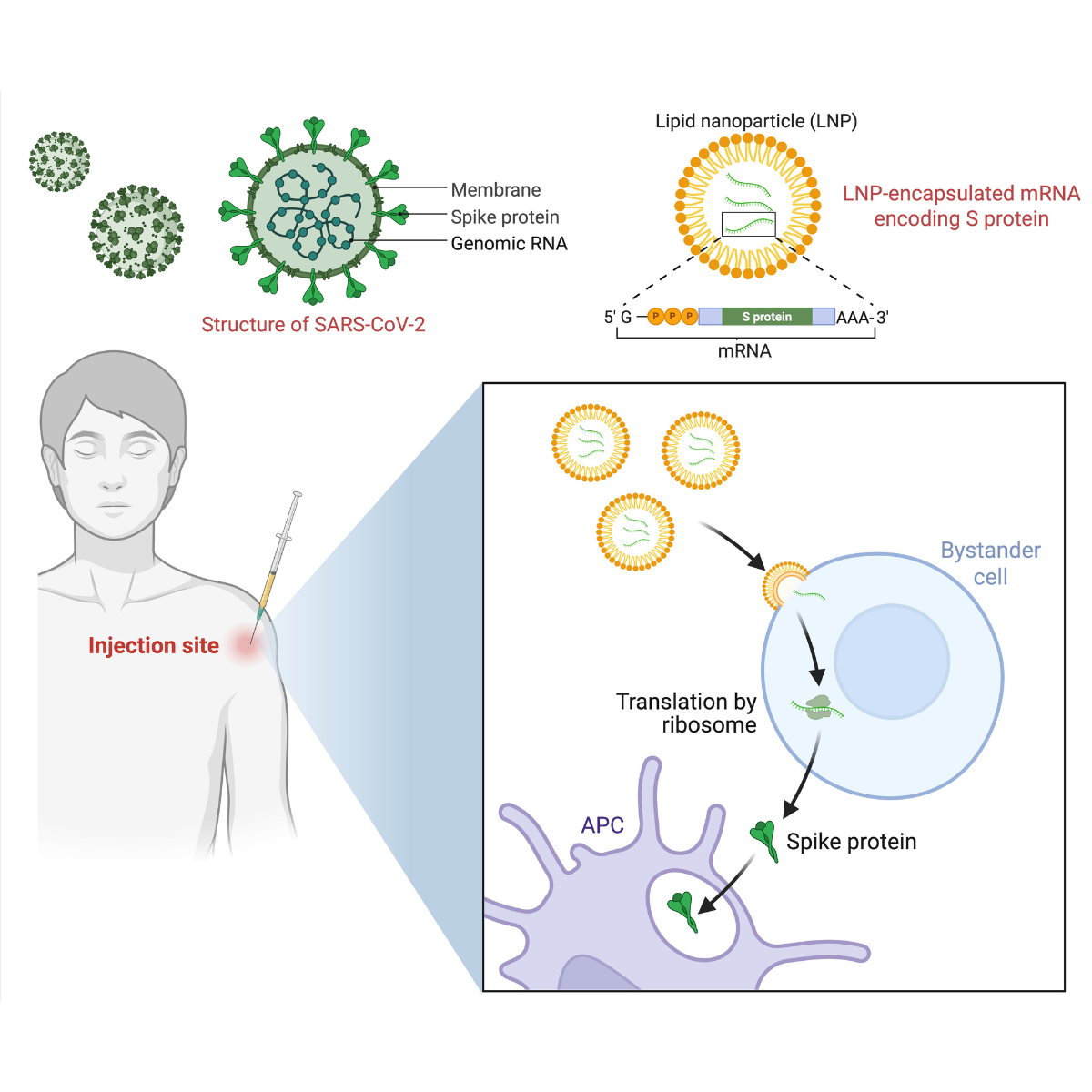 mRNA: When Science Becomes a Battleground for Misinformation