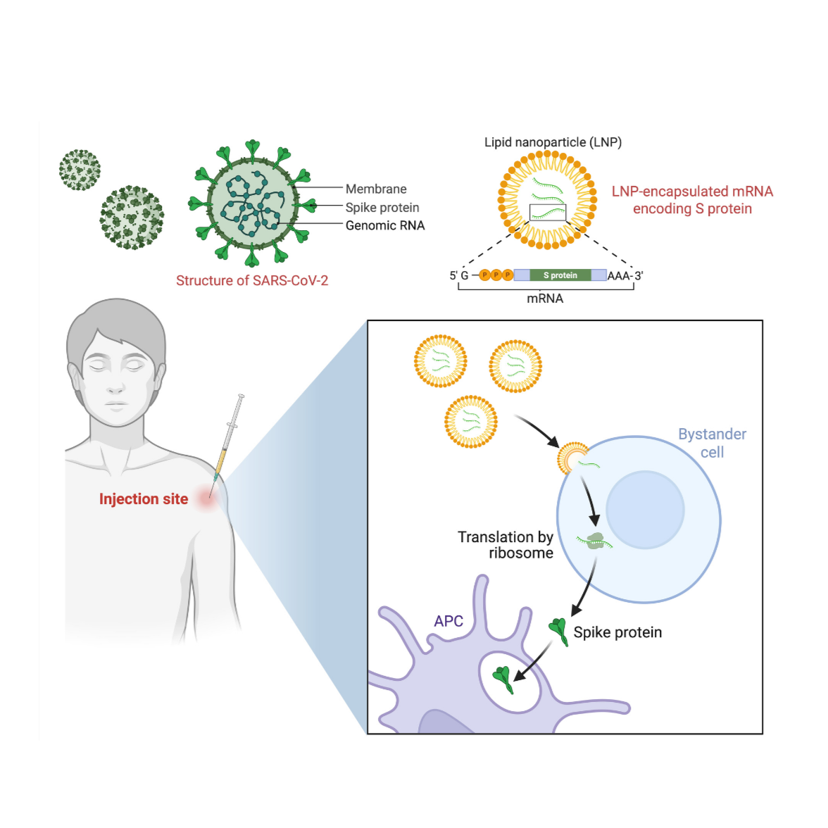 mRNA: When Science Becomes a Battleground for Misinformation