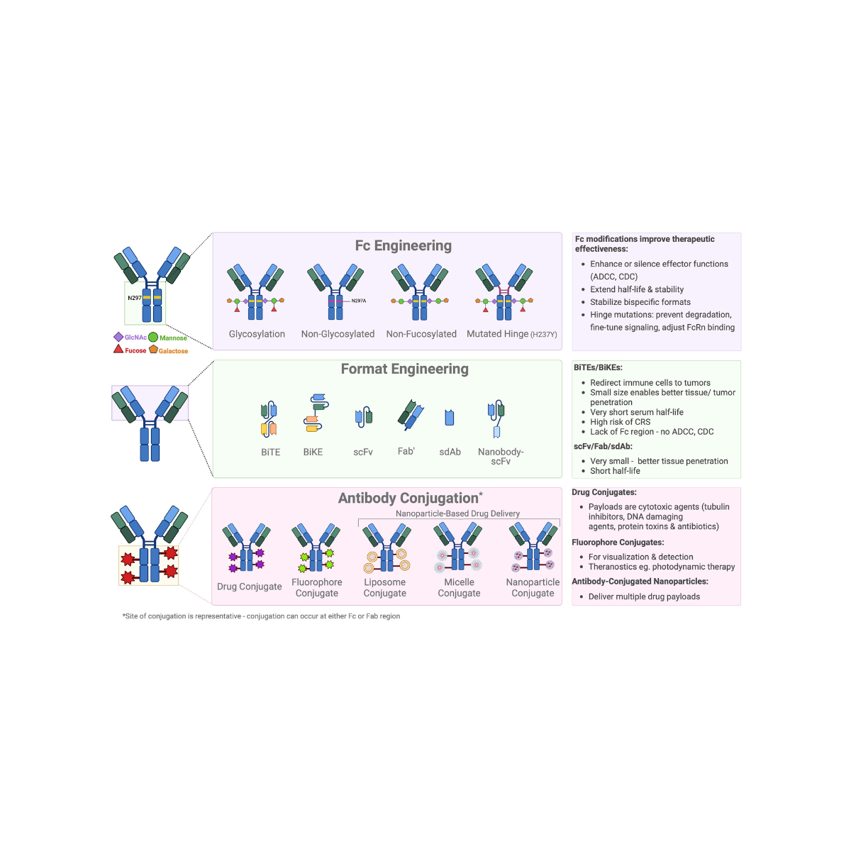 Engineering the Antibody Toolbox

A molecular-level educational reference mapping three engineering domains in antibody therapeutics: Fc engineering, format engineering, and antibody conjugation. 

The piece structures complex biochemical concepts (g
