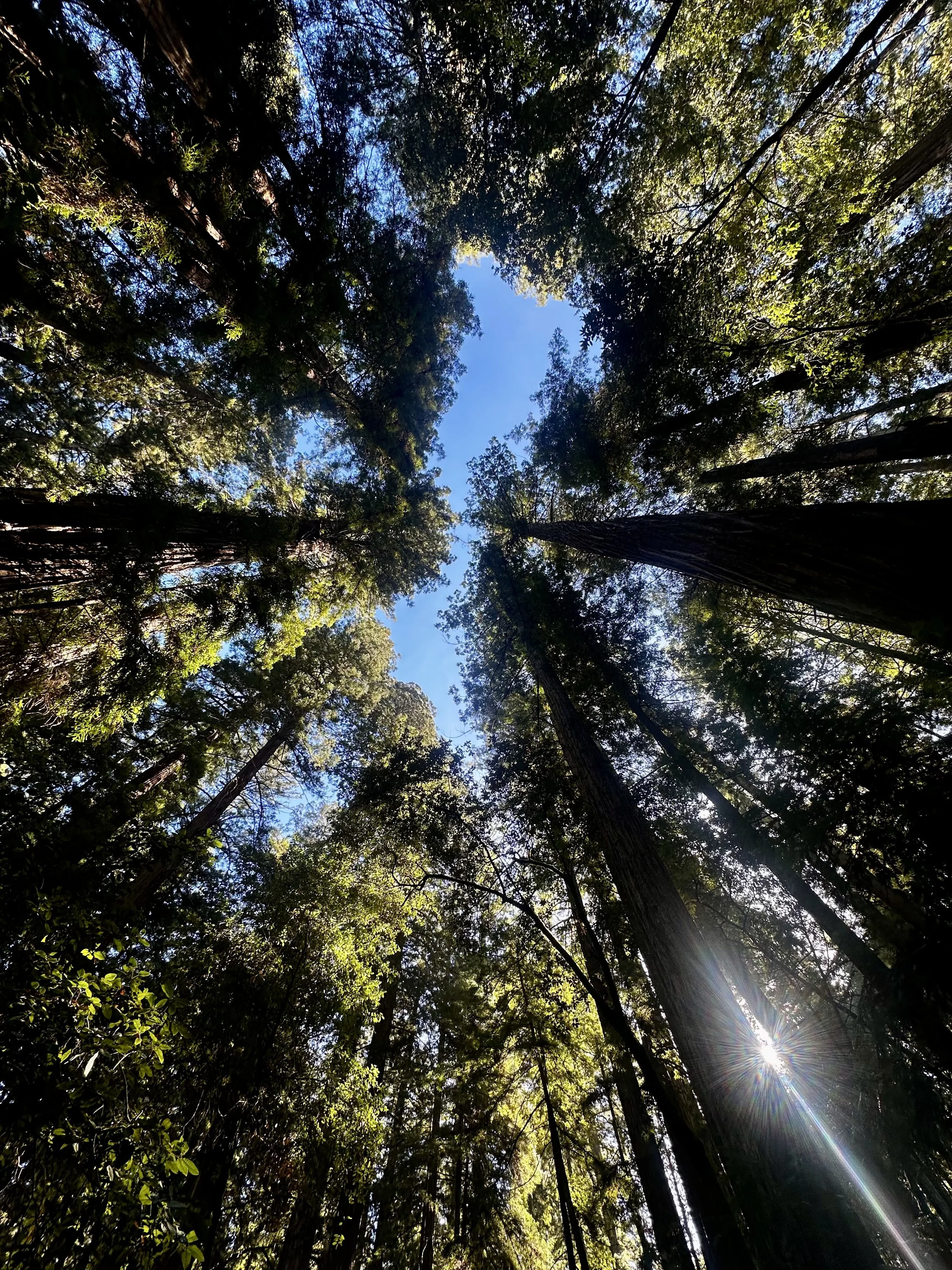 Looking up at tall trees in a forest with sunlight shining through the leaves and blue sky visible through the canopy.