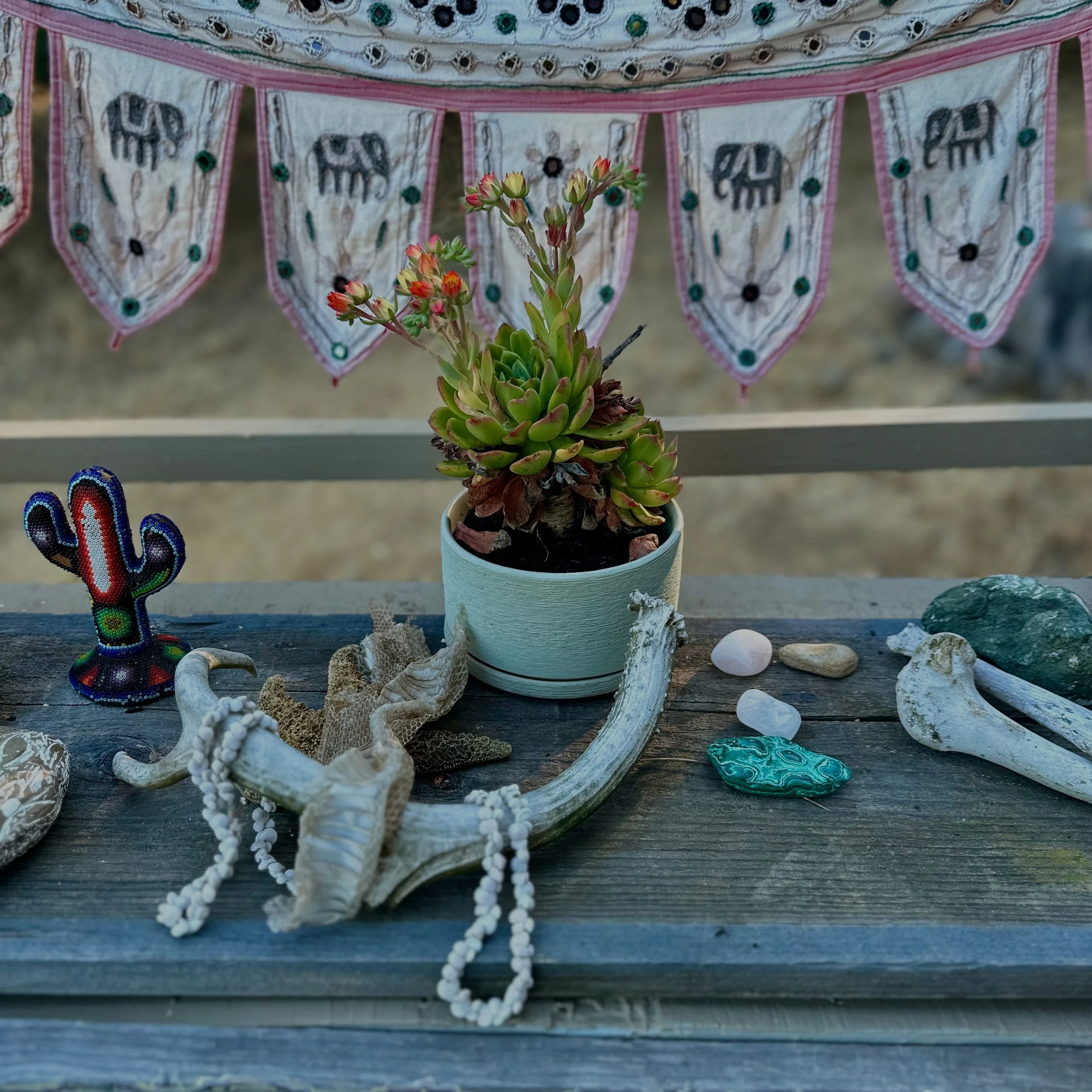 A potted succulent plant with small pink flowers in front of a string of decorative fabric banners with skull and flower designs, alongside various stones and shells on a wooden surface.