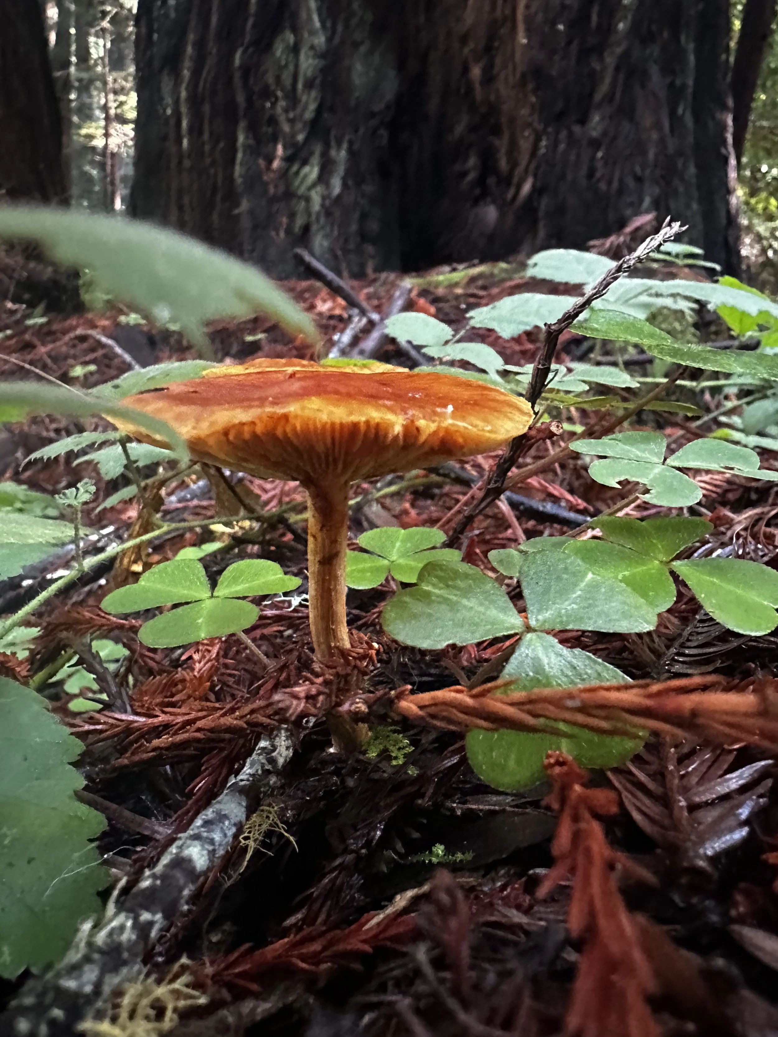 Close-up of a small mushroom with an orange-brown cap growing among green leaves, twigs, and forest floor debris near a large tree trunk.