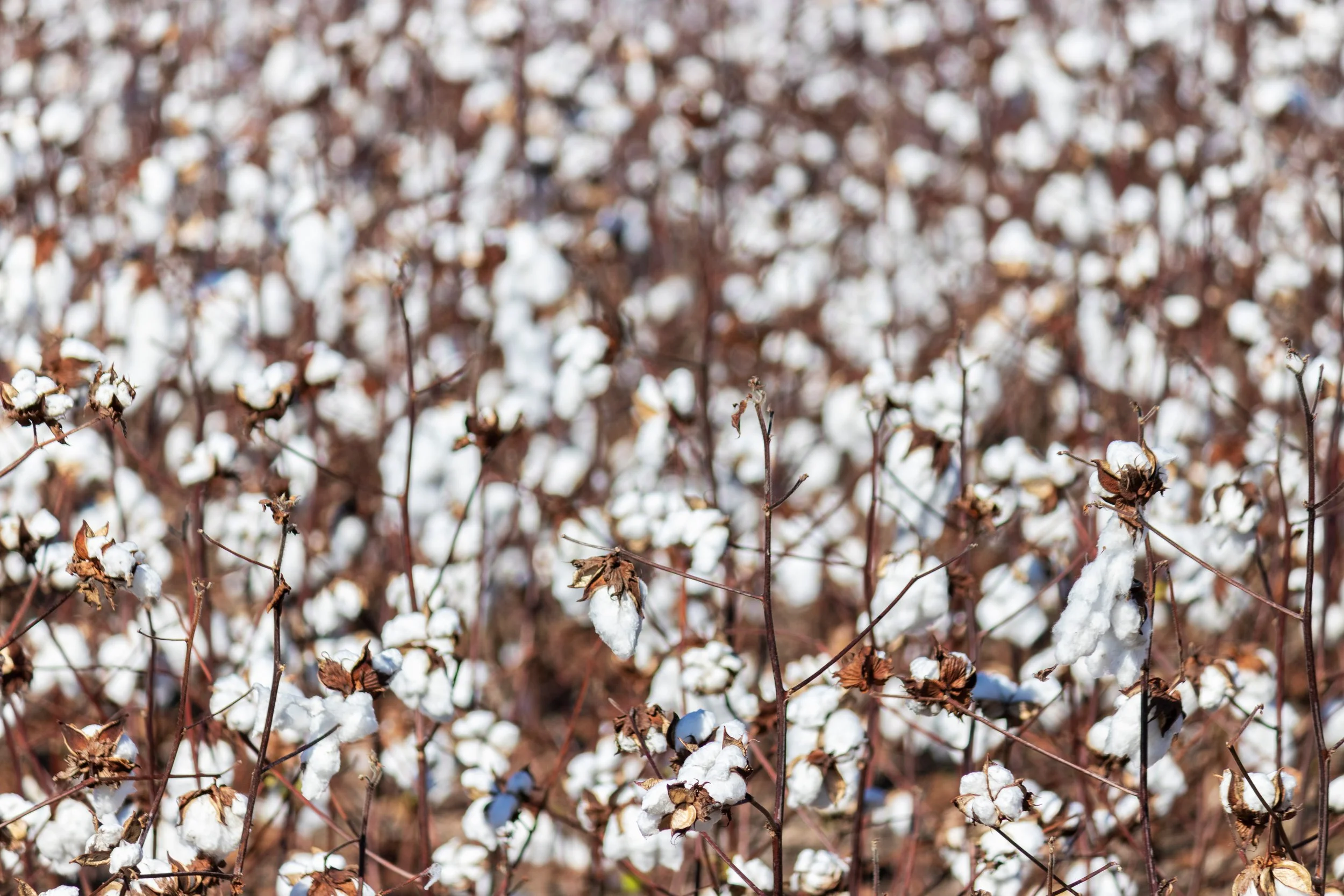 Cotton Plants 2.jpg