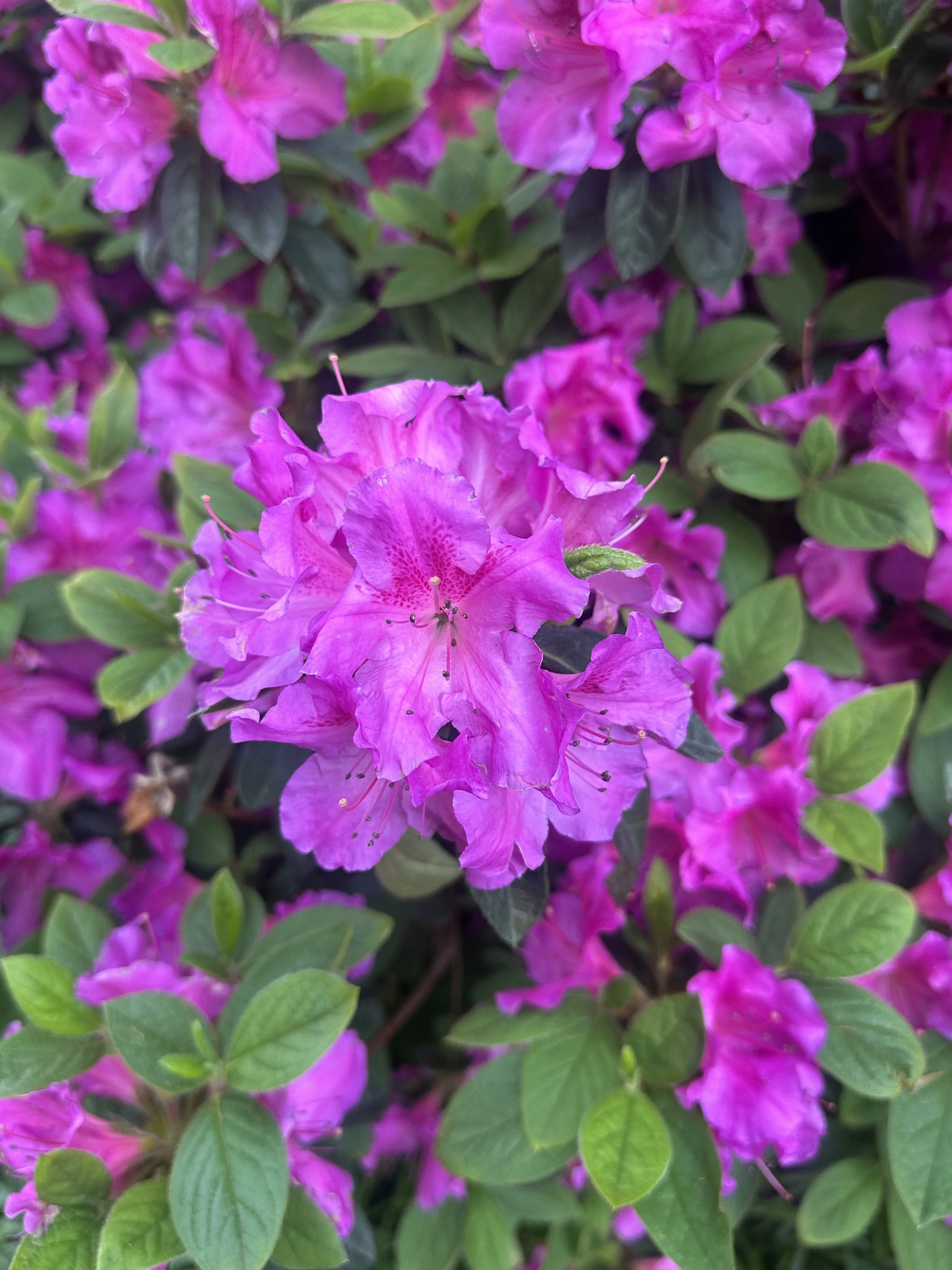 pink flowers