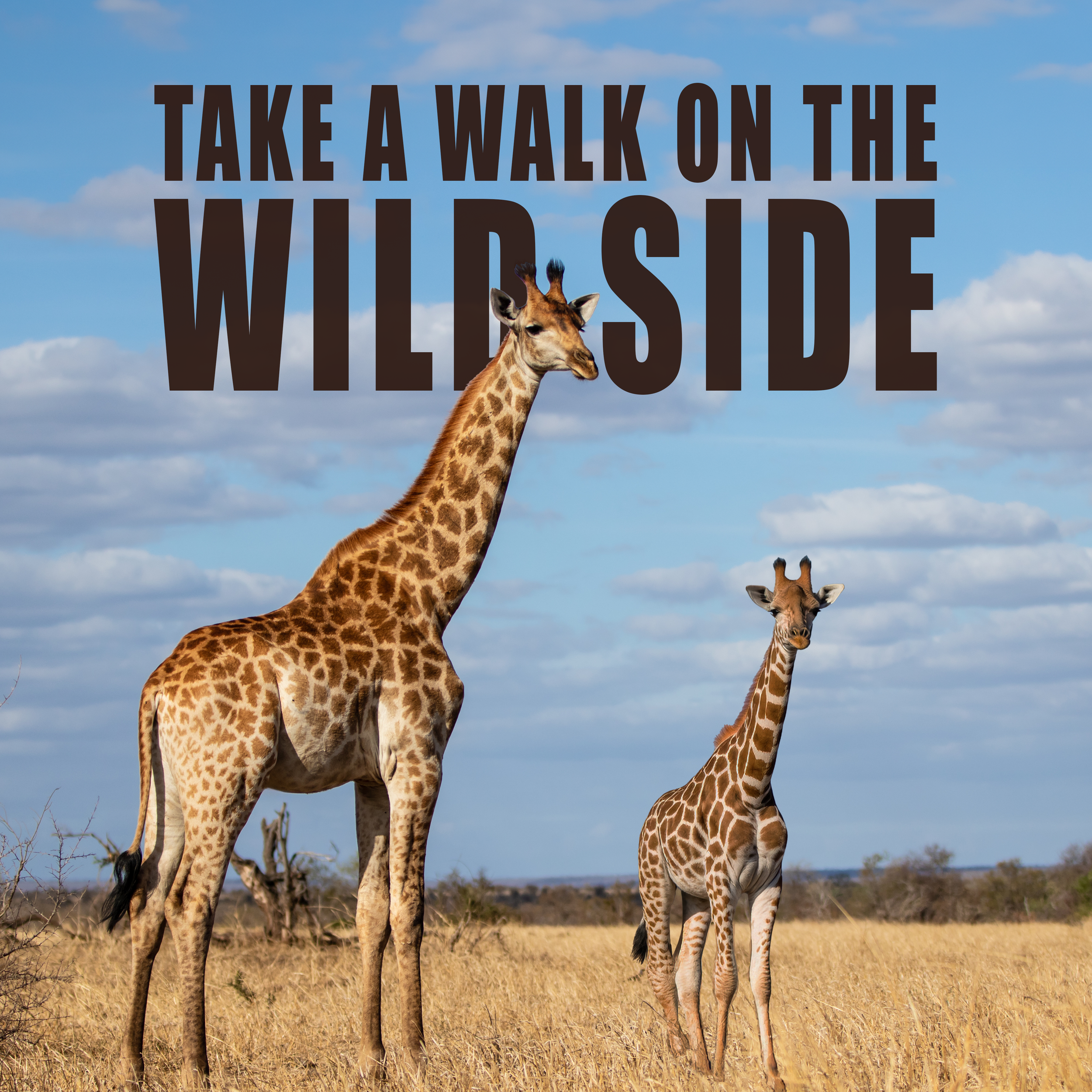 Walk on the Wild Side.png