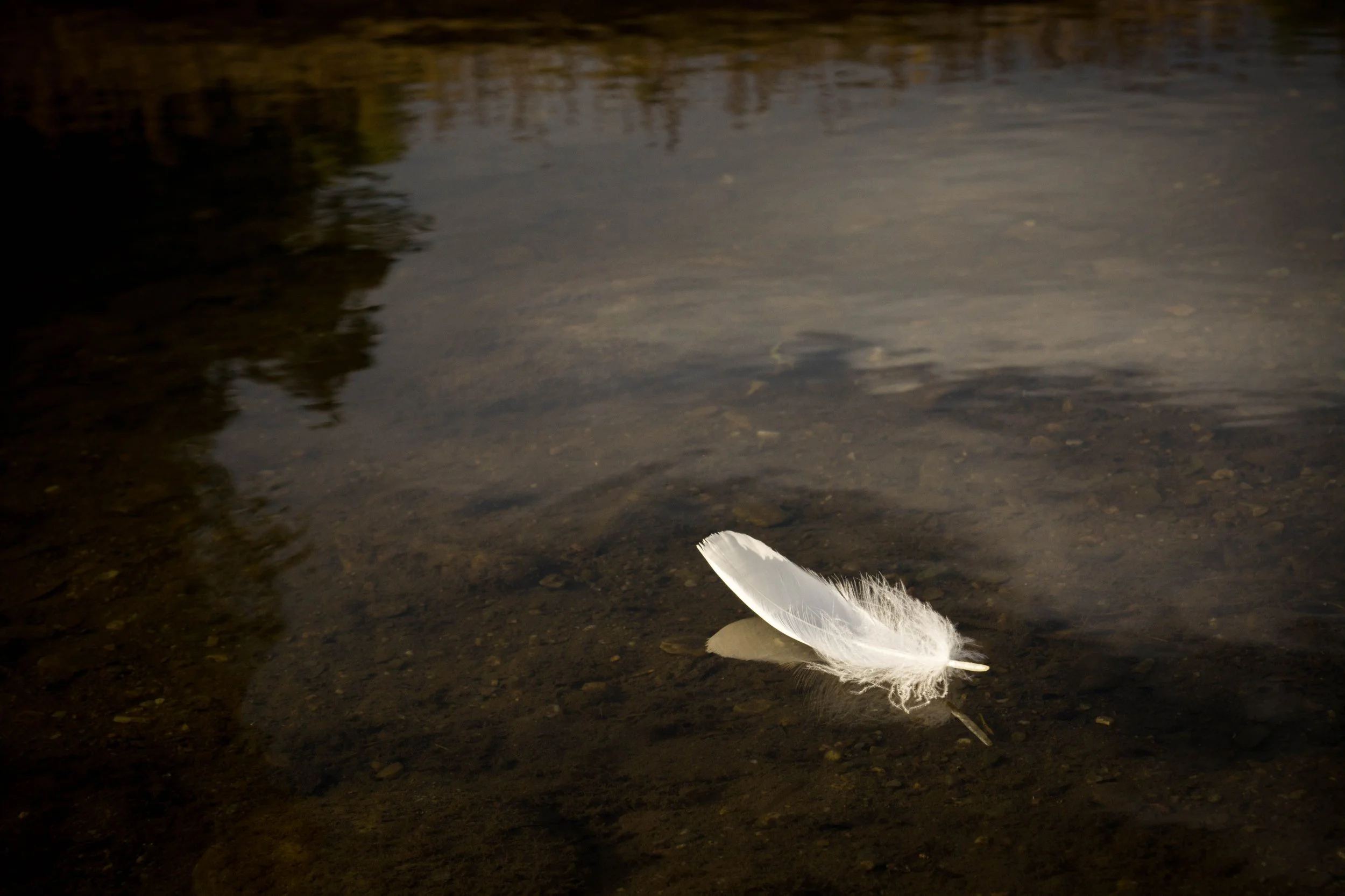 A white feather floating on calm water near the shore at night with trees reflected in the water.