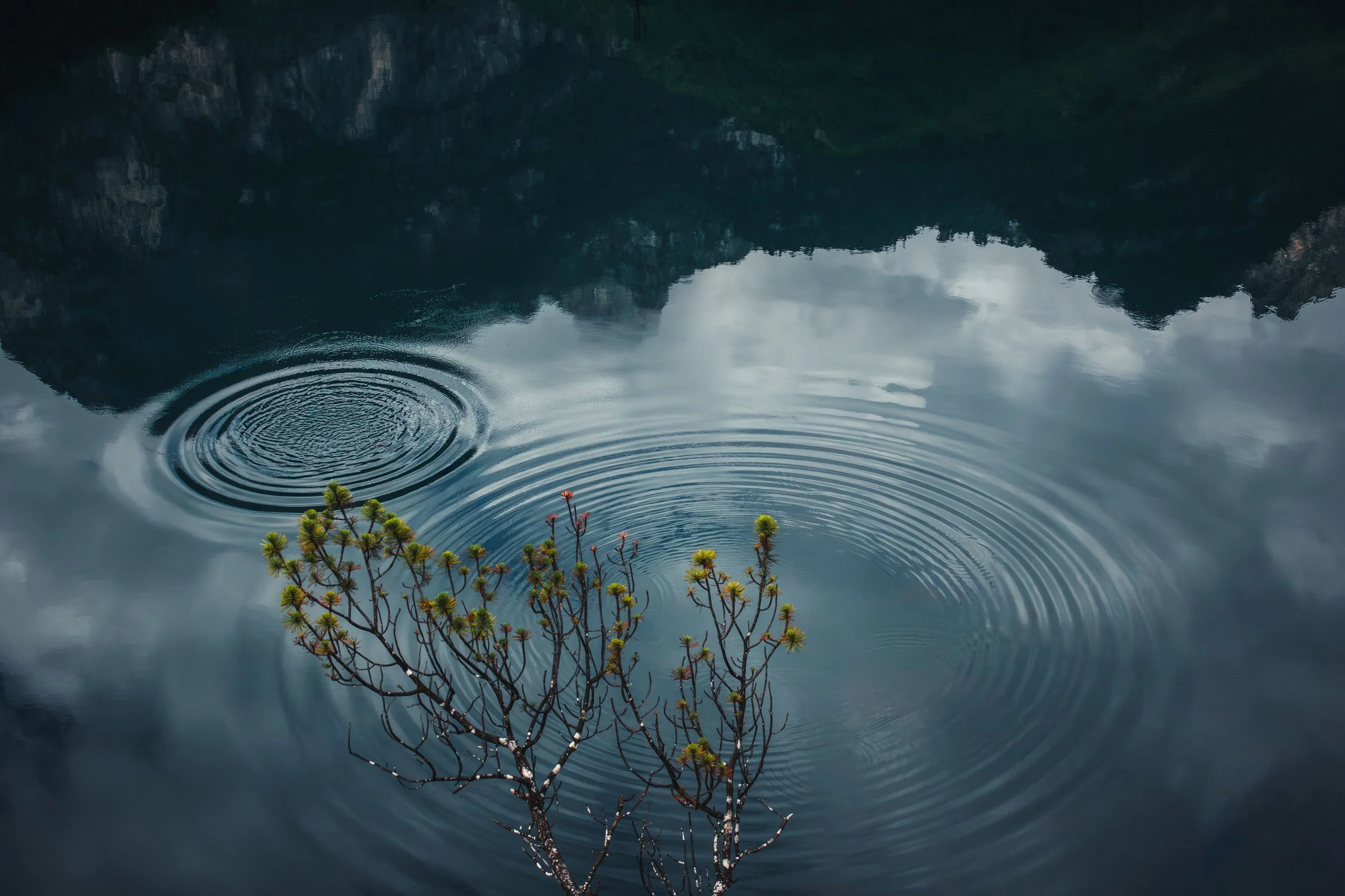 A calm body of water reflecting mountains and trees, with a small branch with green pine needles in the foreground.
