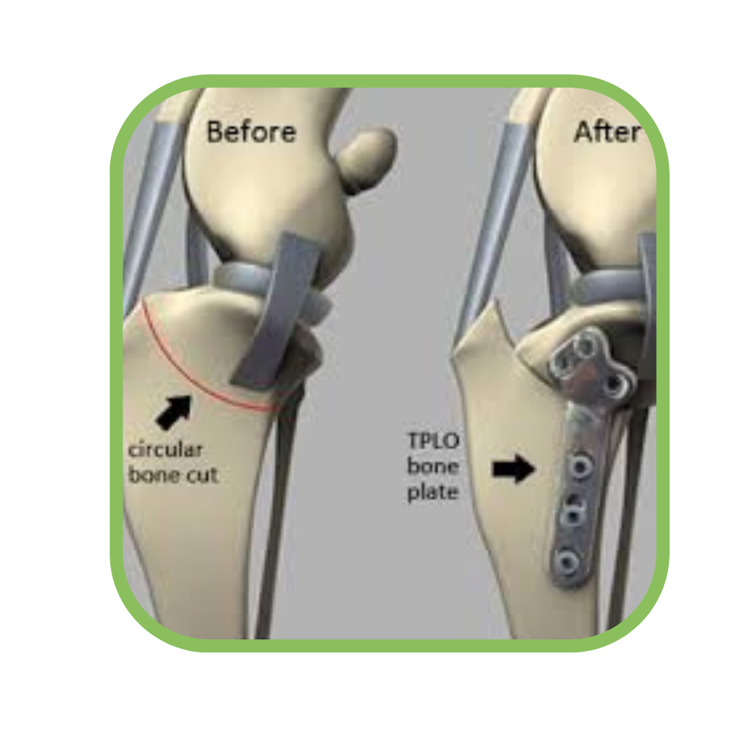 Photo above: TPLO surgical technique