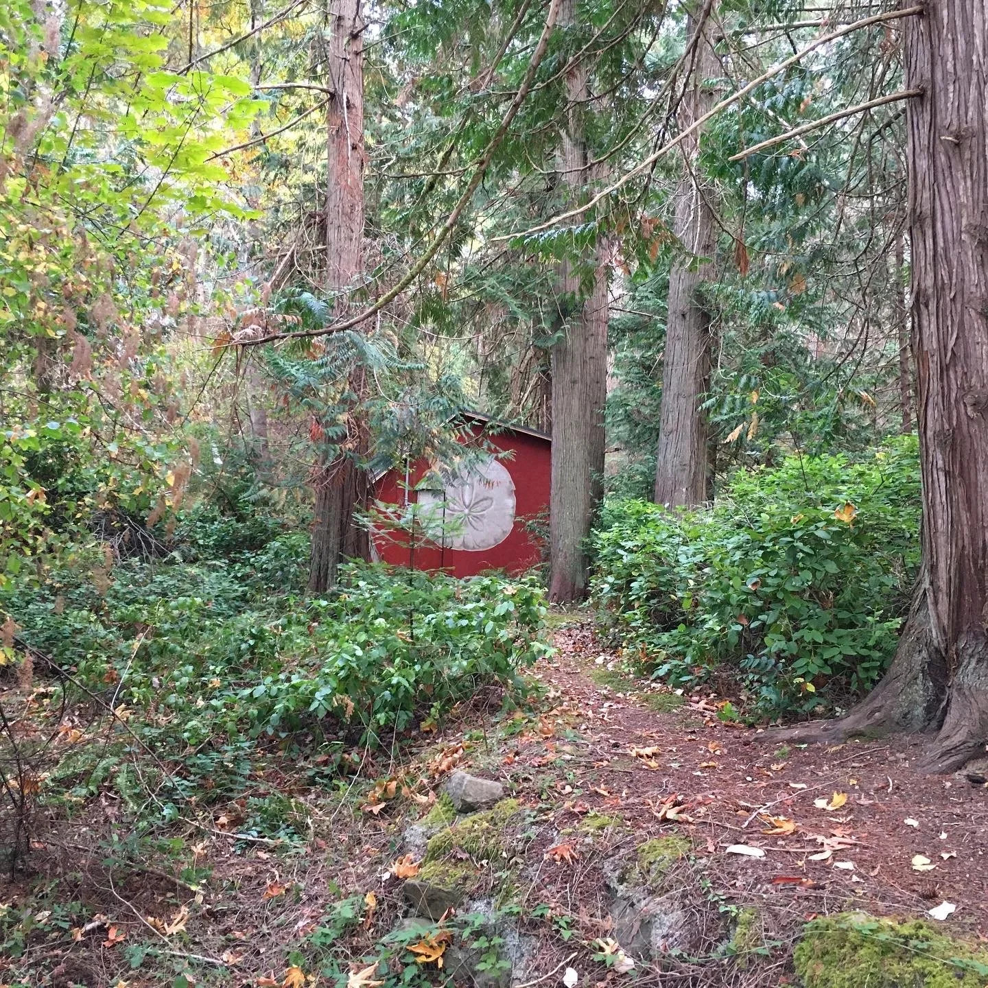 Sentier forestier entouré d'arbres avec un petit bâtiment rouge en arrière-plan.