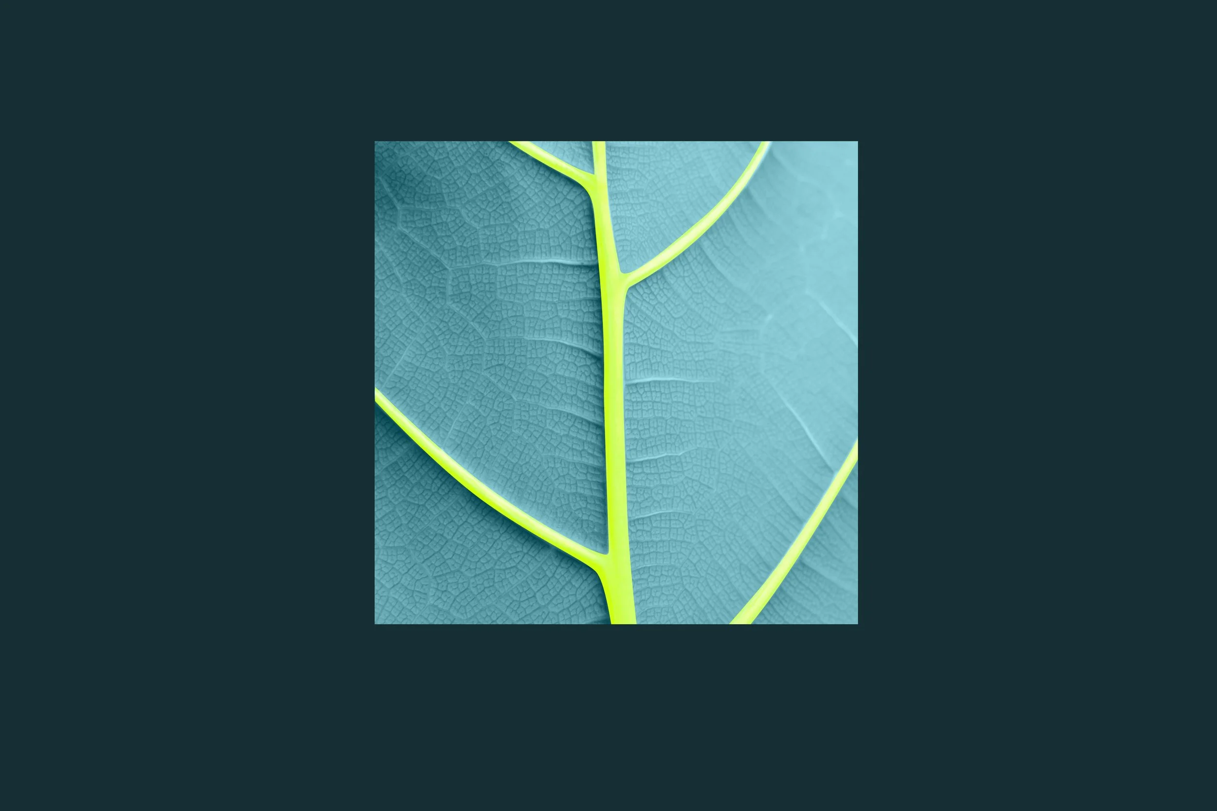 Une vue macro d'une feuille verte avec des nervures jaunes brillantes, montrant la texture fine et détaillée de la surface.