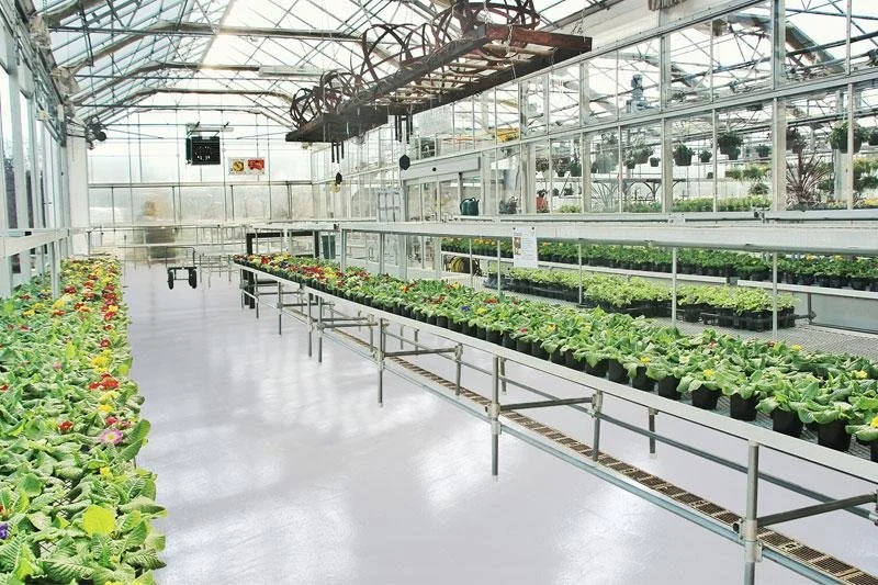 Inside a greenhouse with rows of potted plants and flowers growing under a glass roof.