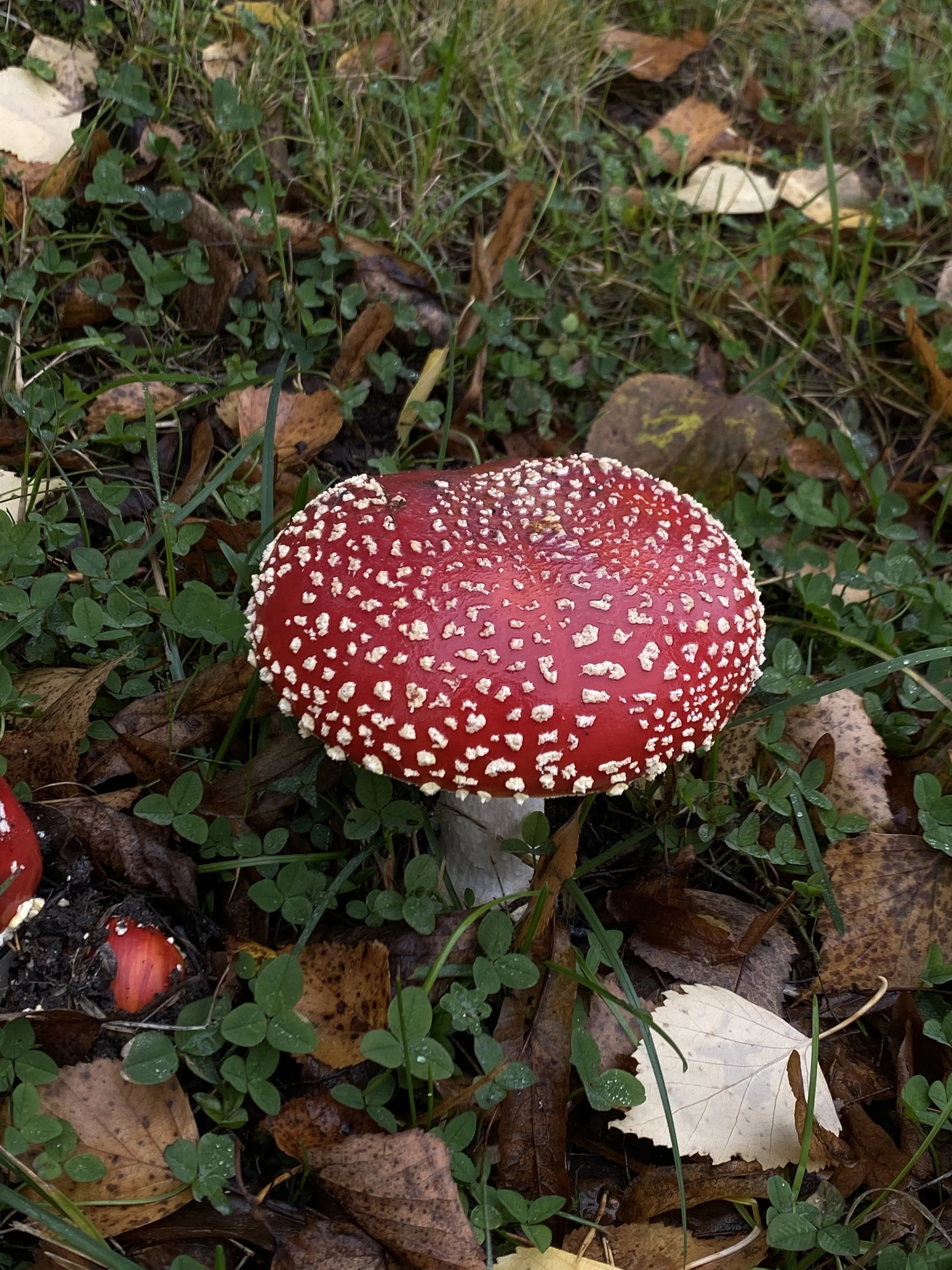 Inhabitant of woodland