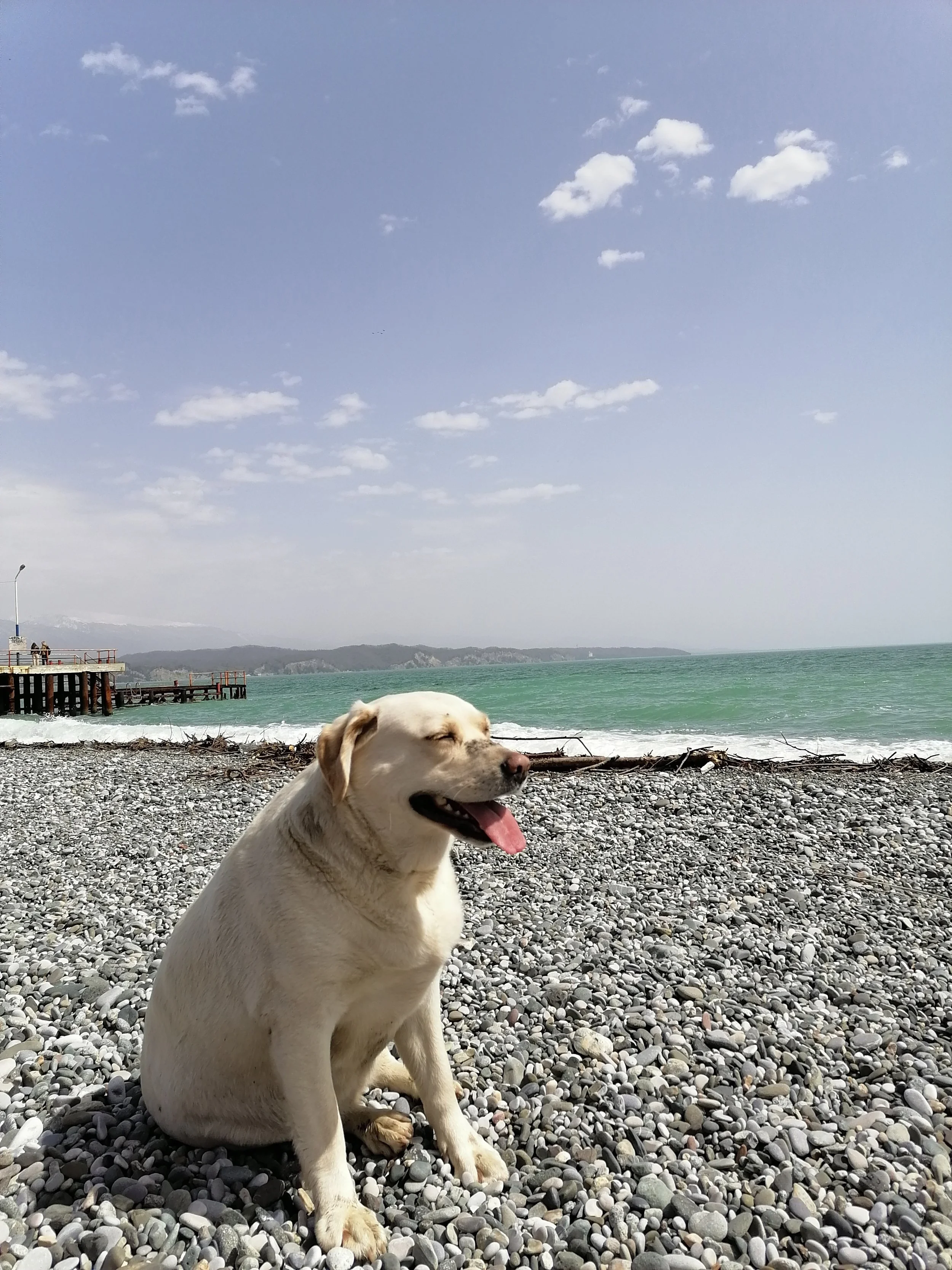 Seaside Serenity: Paws in the Stone Sand