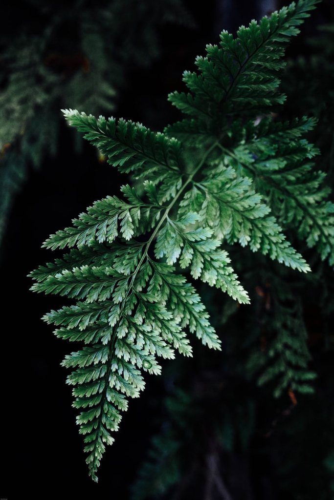 Feuille de fougère verte avec détails fins sur un fond sombre.