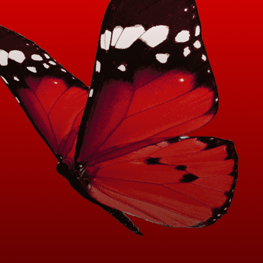graphic image of a butterfly from annual report design