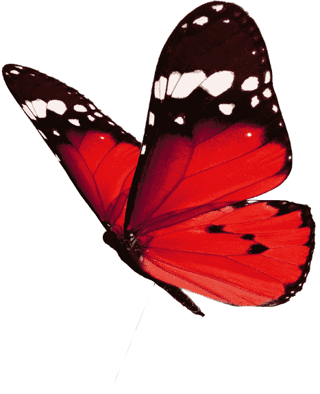 red butterfly