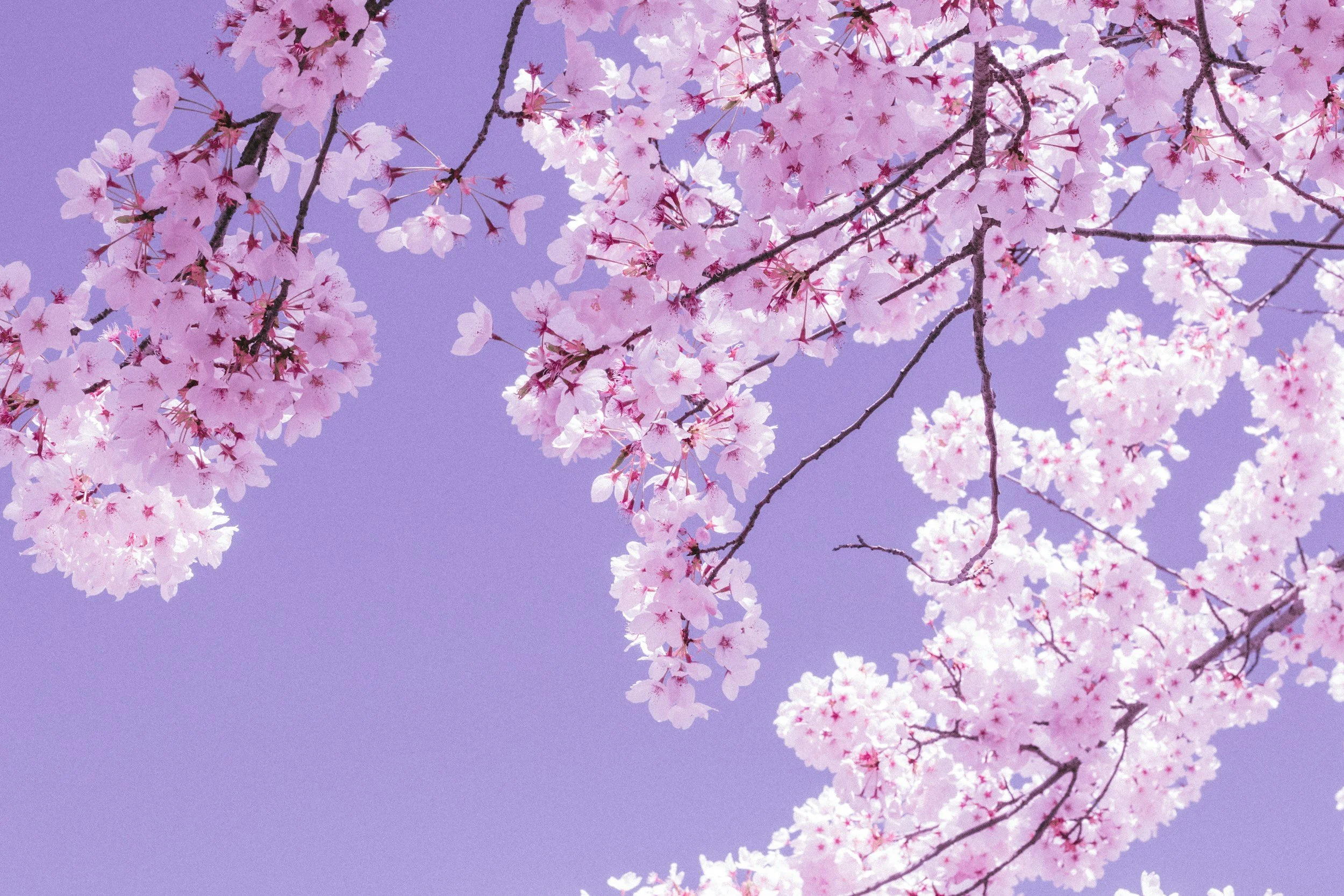 Pink cherry blossoms on branches against a purple sky.