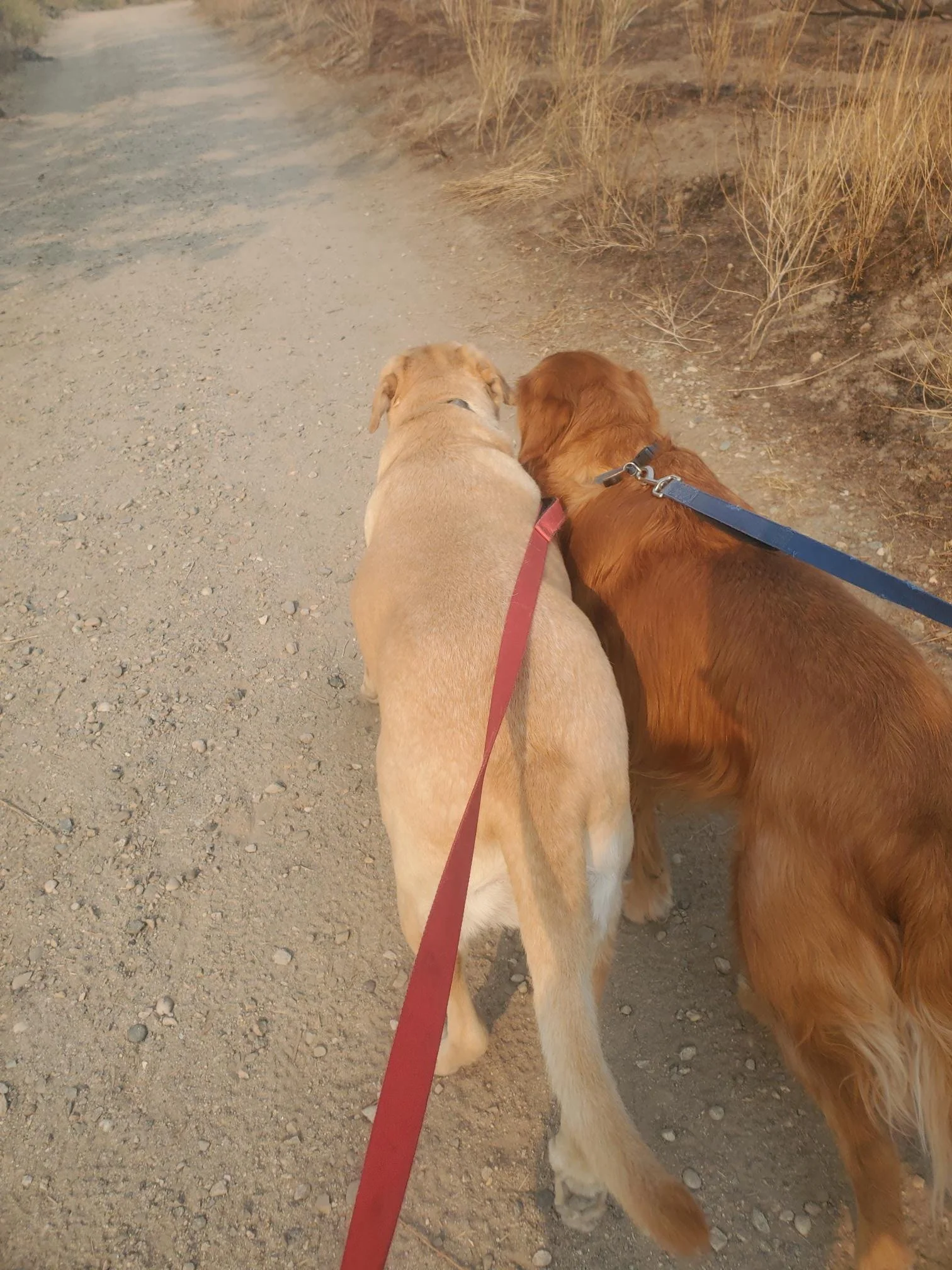 Group Trail Walks – 60 Minutes