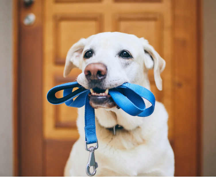 Dog ready for a walk with Pack in Motion dog walking services