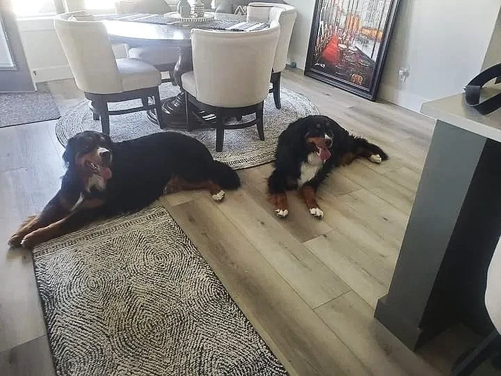 Trusted overnight and in-home dog care