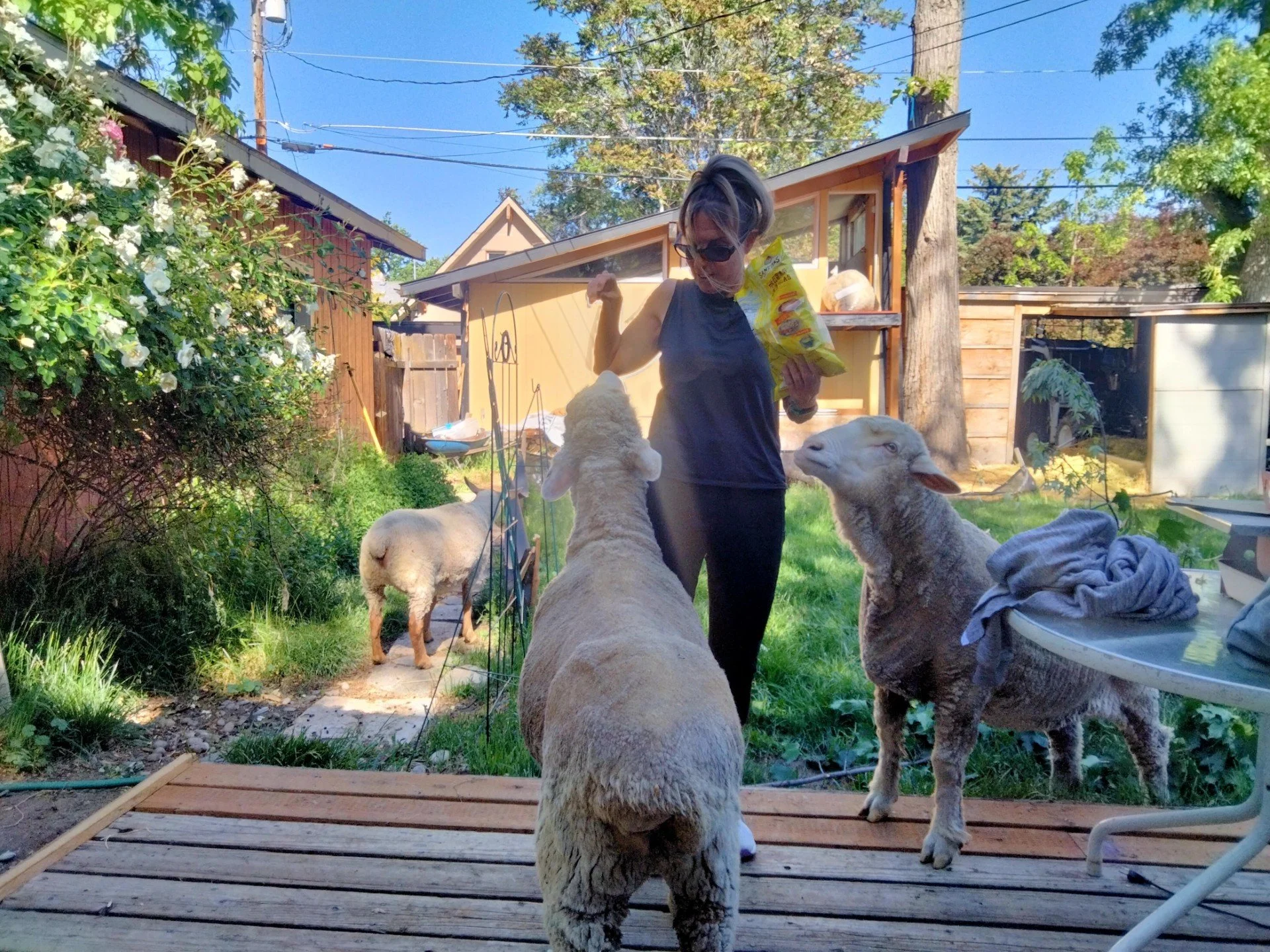 Experienced care for a variety of animals and pets