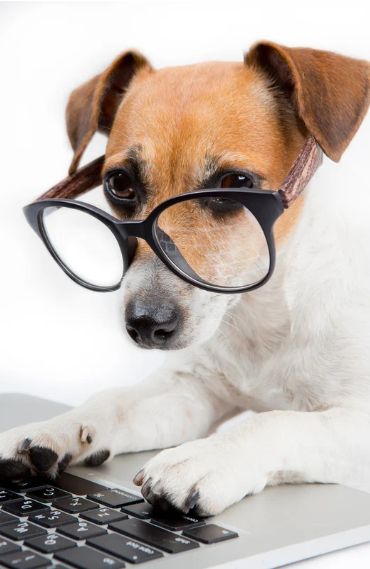 Schedule a meet and greet with Pack in Motion dog walking services