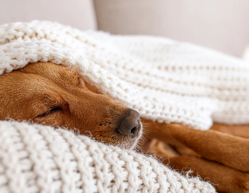 Calm overnight dog care in a familiar home environment