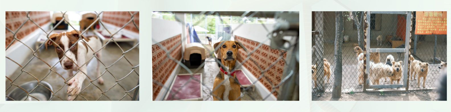 Rescue dogs like these are supported through Pack in Motion monthly donations