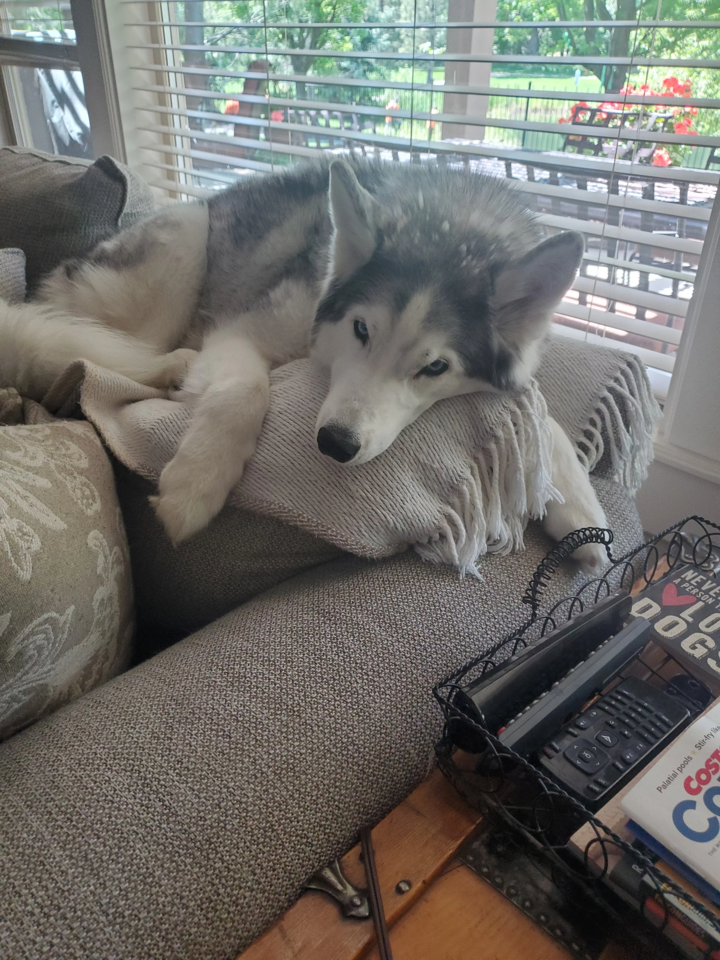 Calm, personalized overnight dog care