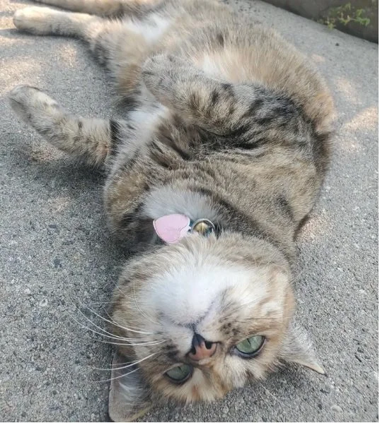 Trusted care for cats and other household pets