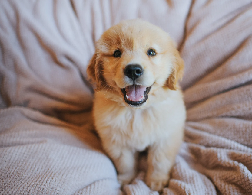 Puppy & Senior Check-Ins: 20 Minutes
