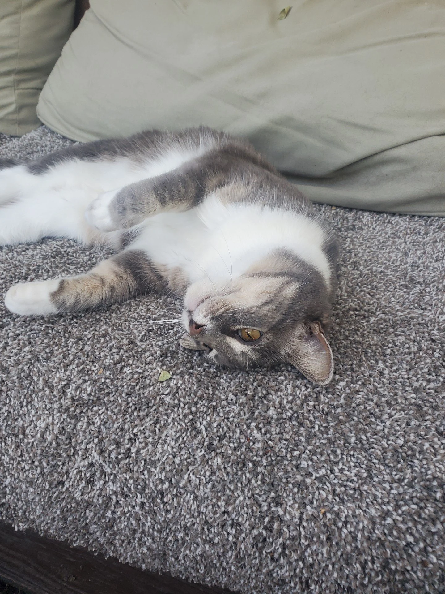 Little Kitty