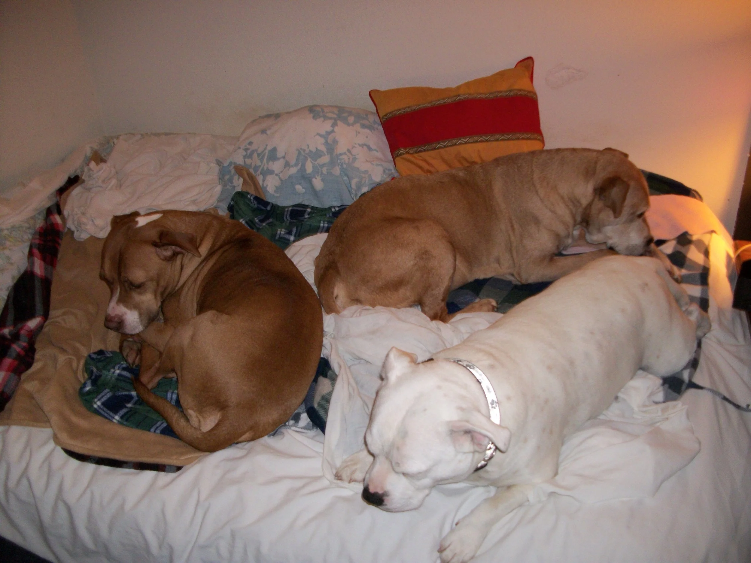 Calm overnight care for dogs in their home environment