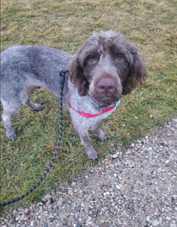 Reliable dog walking in Lake Oswego