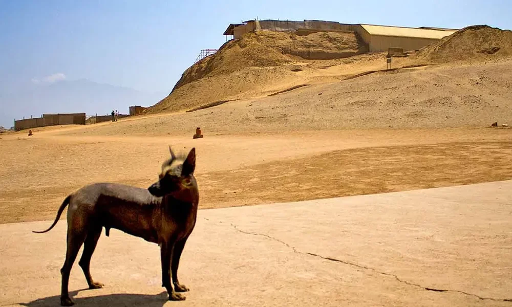 Santuario-Historico-de-Huaca-Prieta.webp