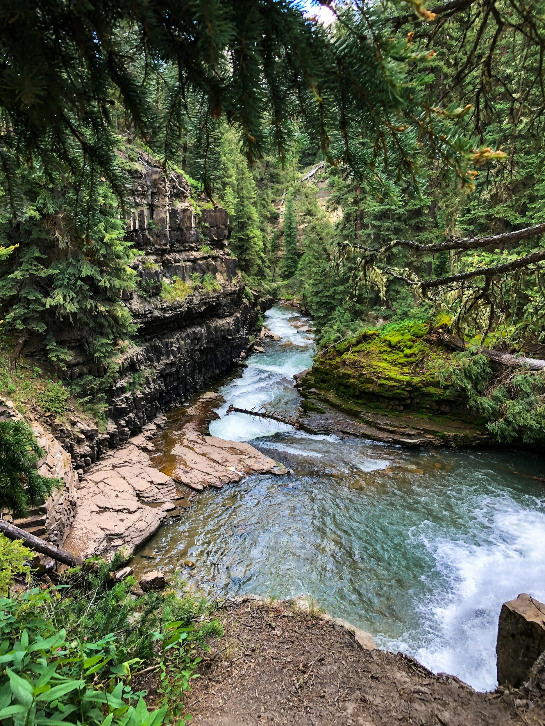 A forested river scene with a flowing creek surrounded by green trees and moss-covered rocks, visible through tree branches and overhanging foliage.