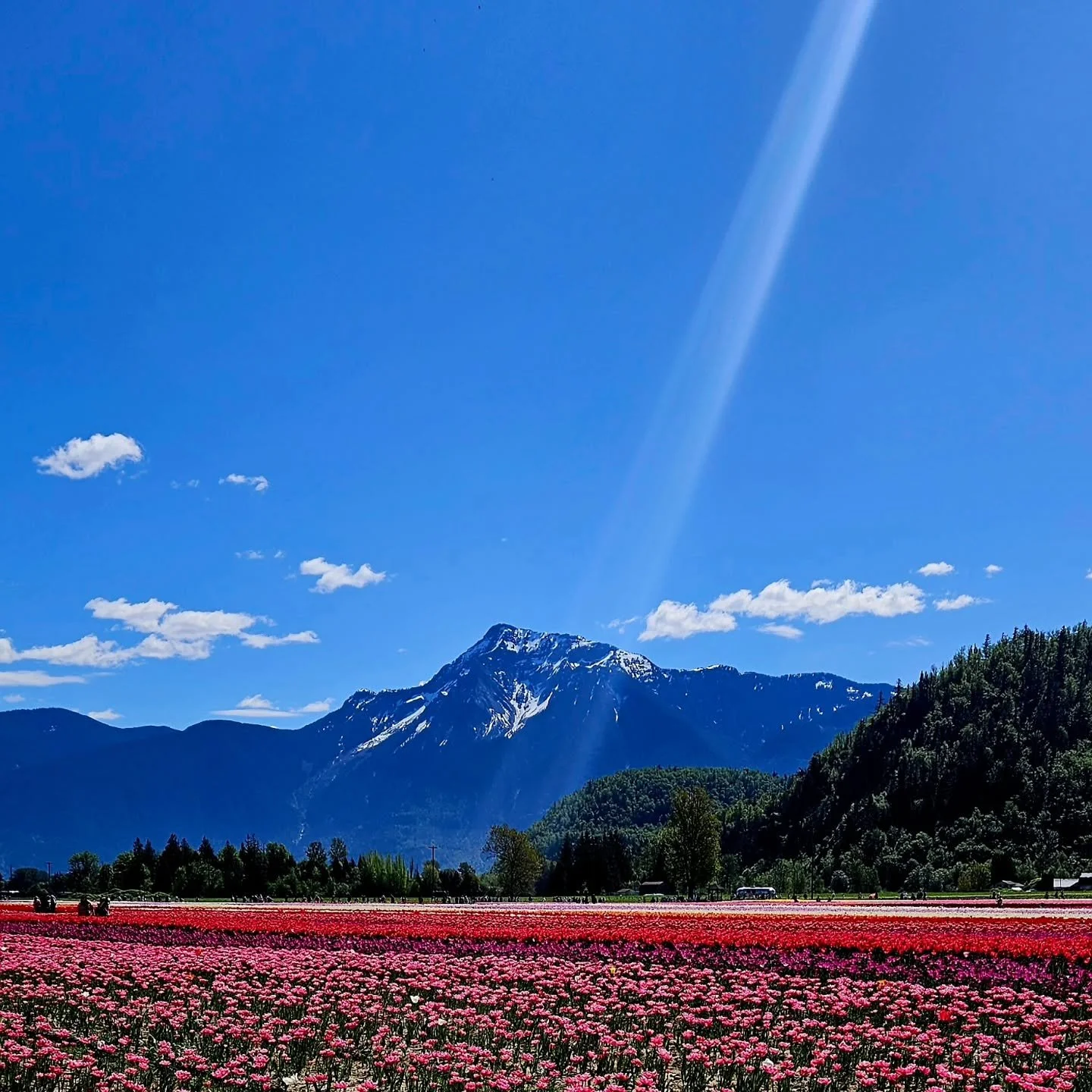First tulip festival today 🌷
A little road trip, delicious snacks, sunshine, and the loveliest day spent with a friend.
So grateful for days like this. 🌷🌷🌷
