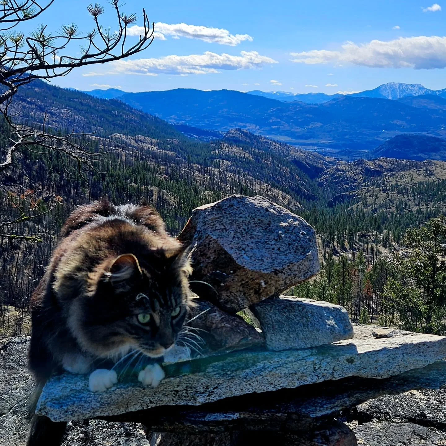 Grateful for good friends, fresh mountain air, and little adventures like this. Cindy, Anubis, and I went for a hike in the mountains the other day, and it felt like such a gift.

Anubis is still fully convinced he&rsquo;s a dog and therefore obvious