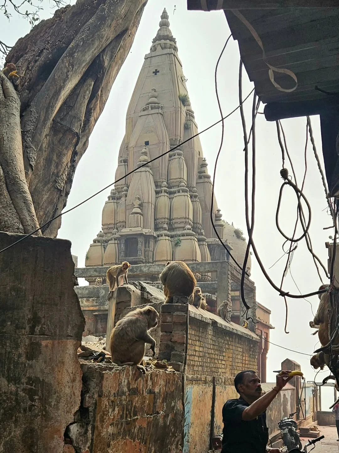 This morning, wandering out of the alleyways of Varanasi, I stumbled upon the sweetest scene.

A kind man was handing out bananas to the local monkeys, and they had formed an orderly little lineup like polite customers waiting for breakfast.

One by 