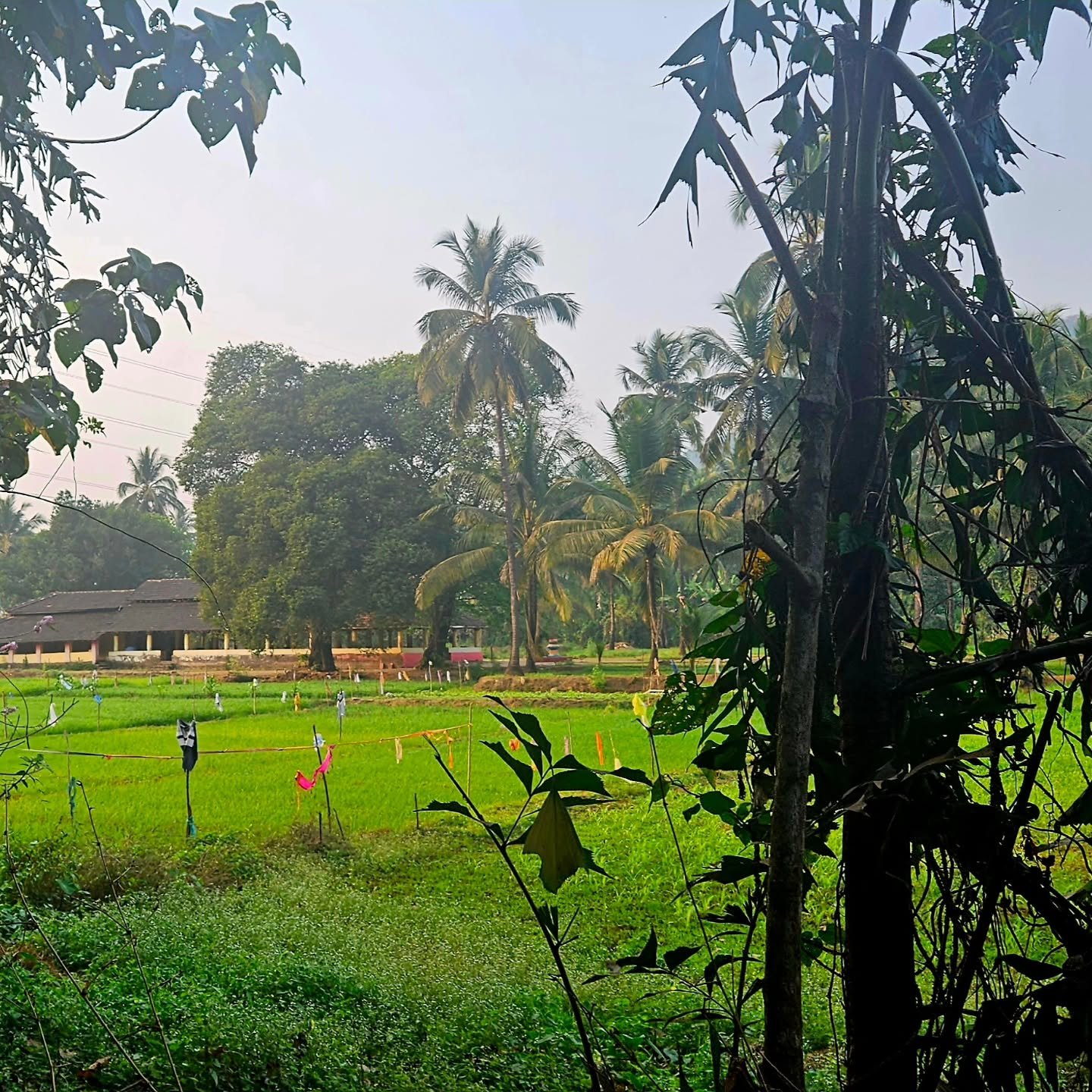 Went for a walk to SATHA KHEDYACHI NAL SHANTADURGA, a Hindi Temple yesterday.  Walked through banana, coconut and cashew plantations.  Heard what I assume are Howler Monkeys (TBC) and enjoyed the absolute beauty of India.  Stunning.  My mind is blown