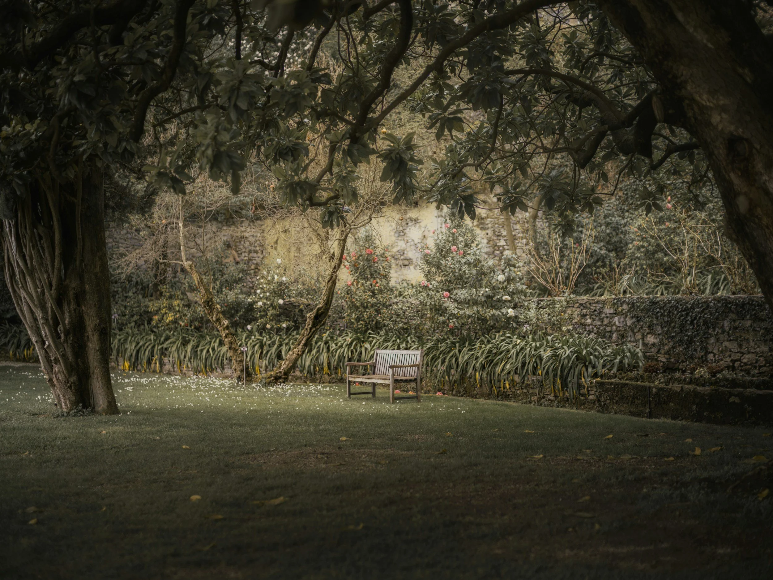 A garden scene with large tree branches and leaves overhead, a wooden bench, and various flowering bushes and plants in the background, with a well-maintained grassy lawn in the foreground.
