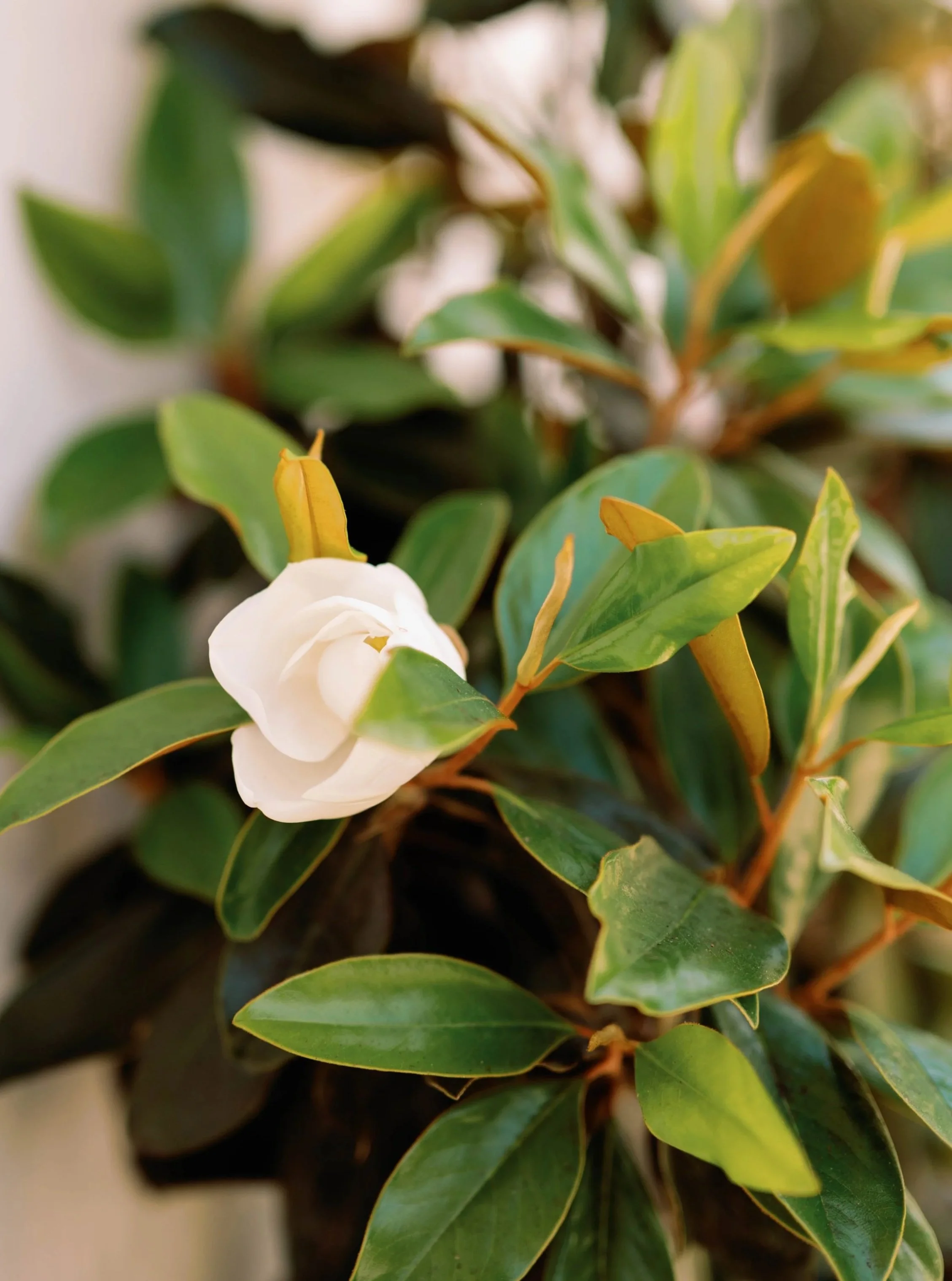 Close-up of a green plant with dark green and variegated leaves, some white flowers or buds.