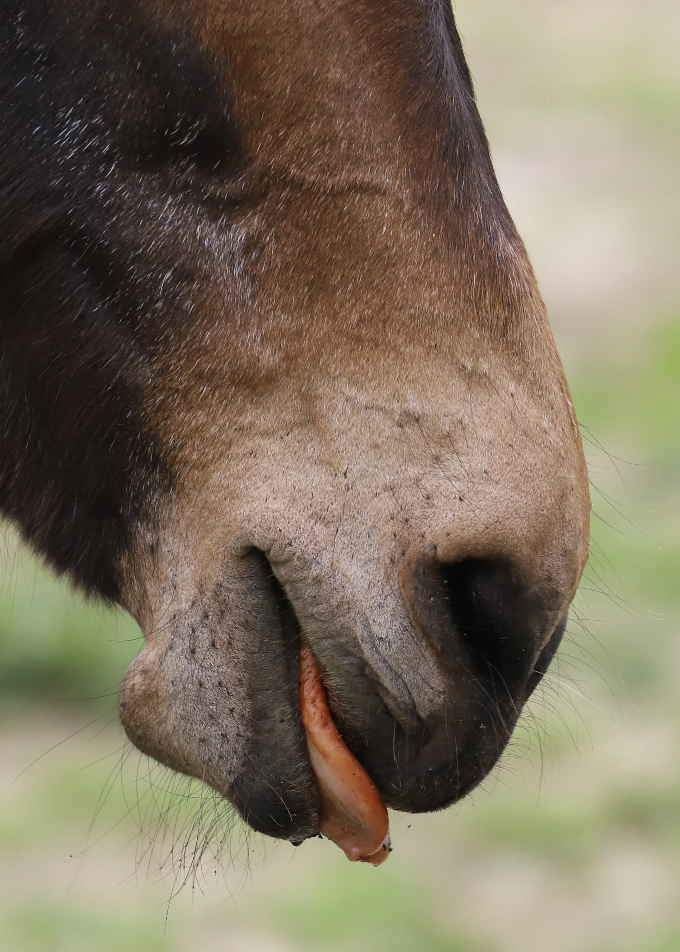 Horse face.jpg