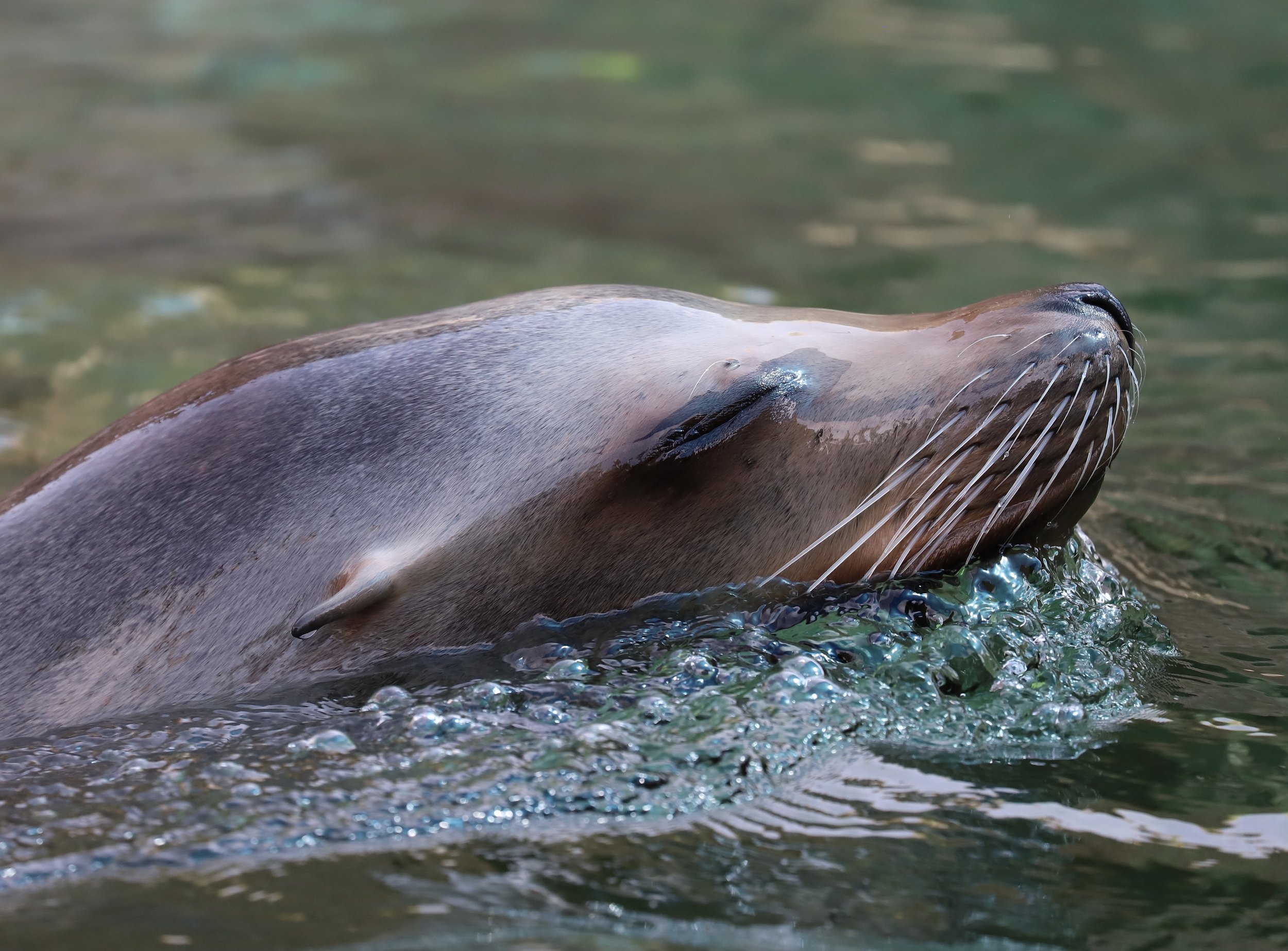 Sea lion .jpg